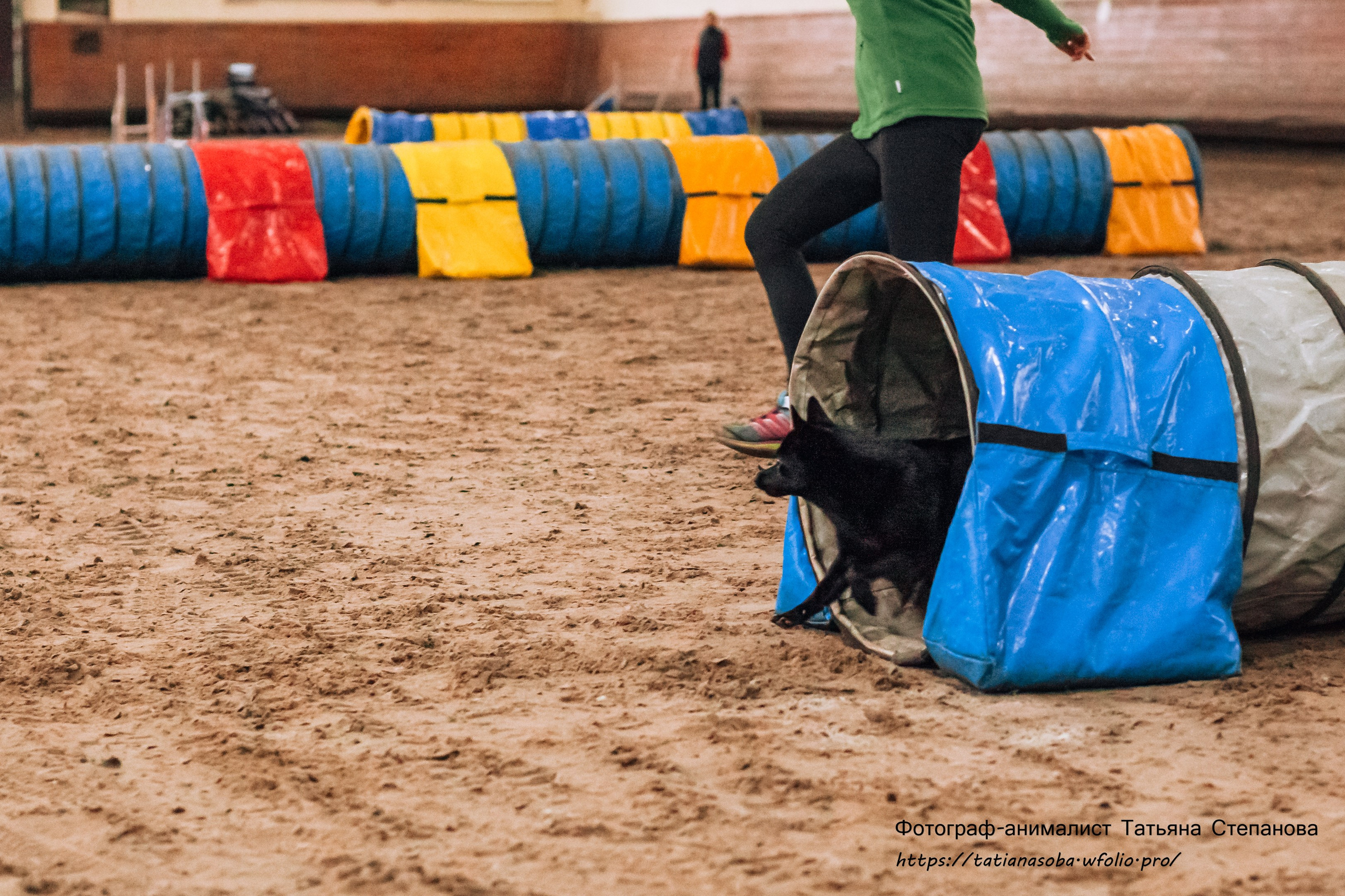 Соревнования по Аджилити 25.02.2024. Фотограф-анималист Татьяна Степанова