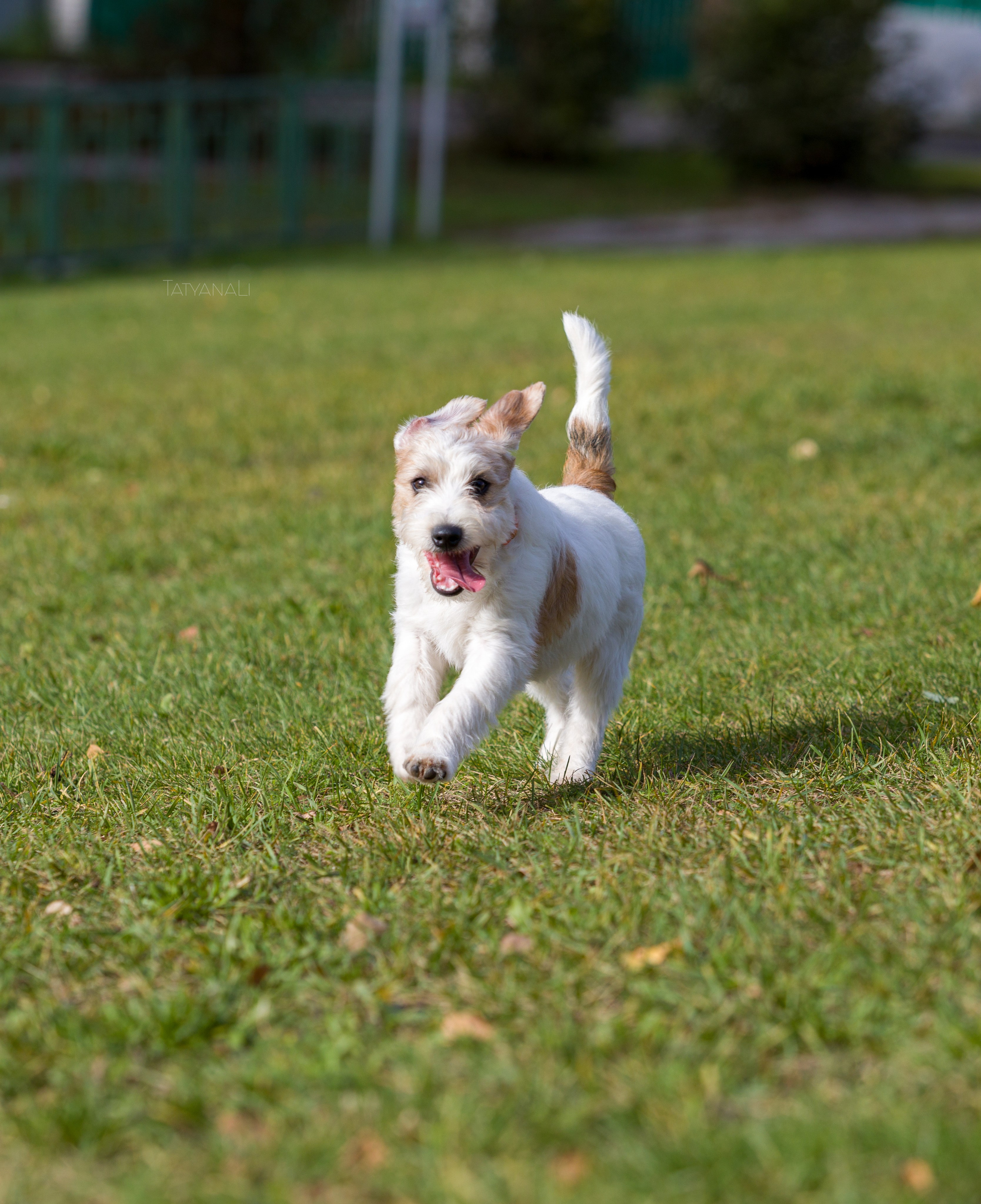 Ассорти. Фотограф — анималист Татьяна Ли