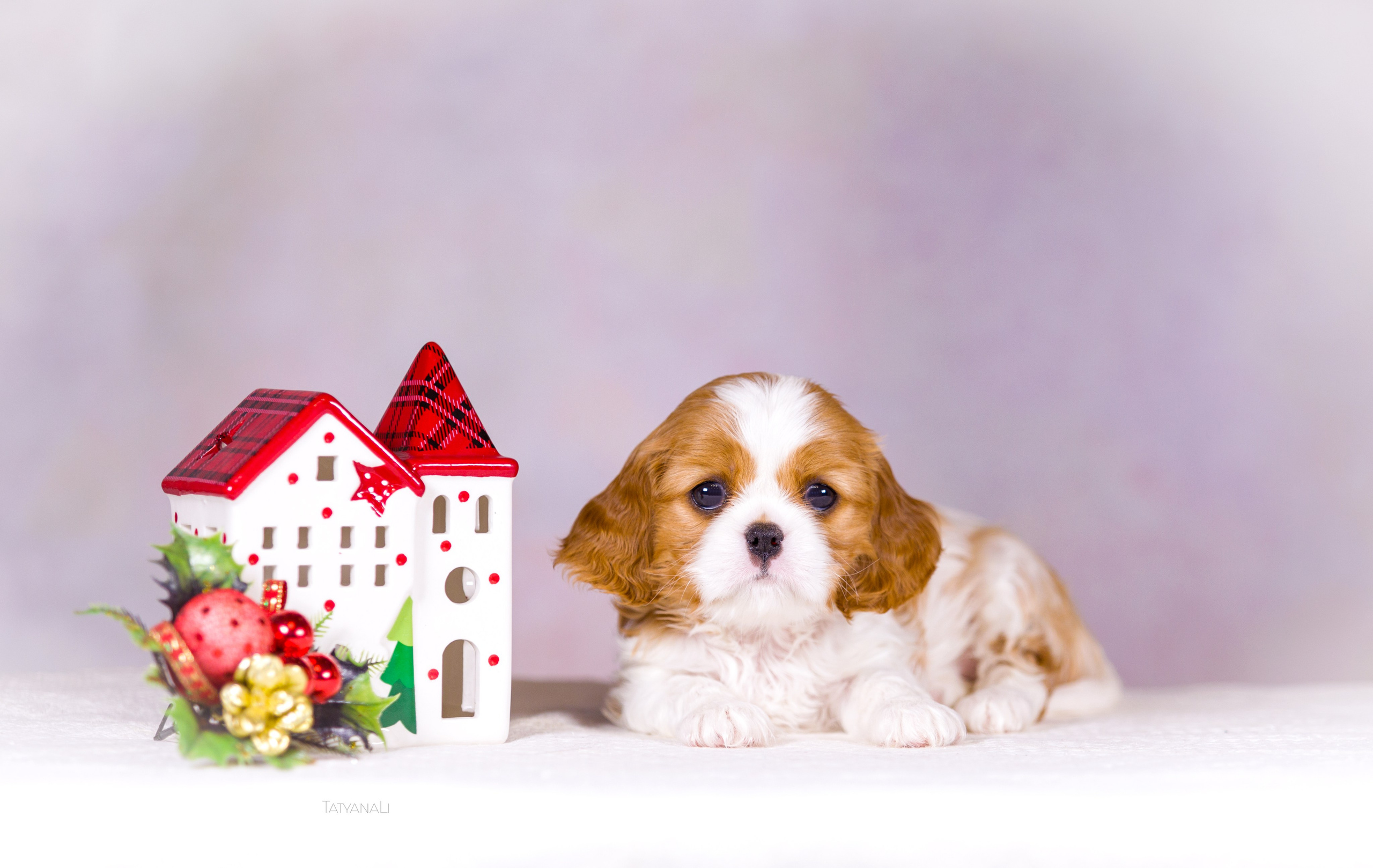Кавалер-Кинг-Чарльз-Спаниель. Фотограф — анималист Татьяна Ли