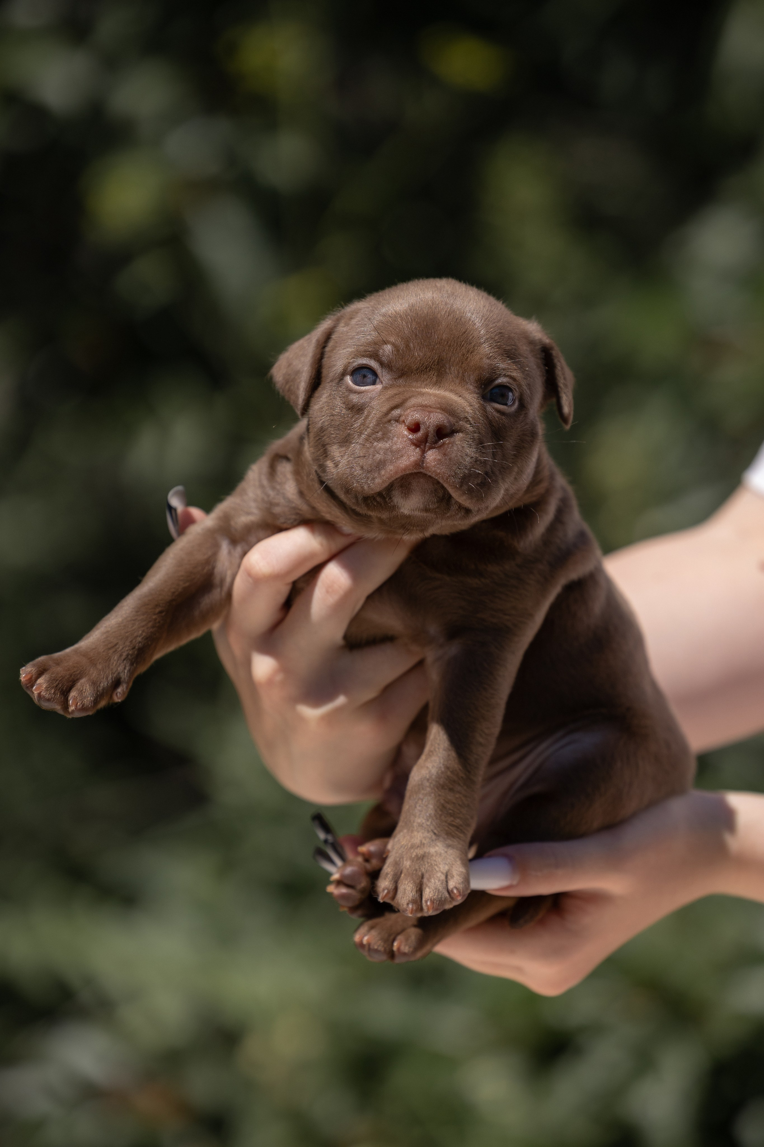 Щенки и котята на улице. Фотограф анималист в Казани Алина Сулейманова. Фотограф животных