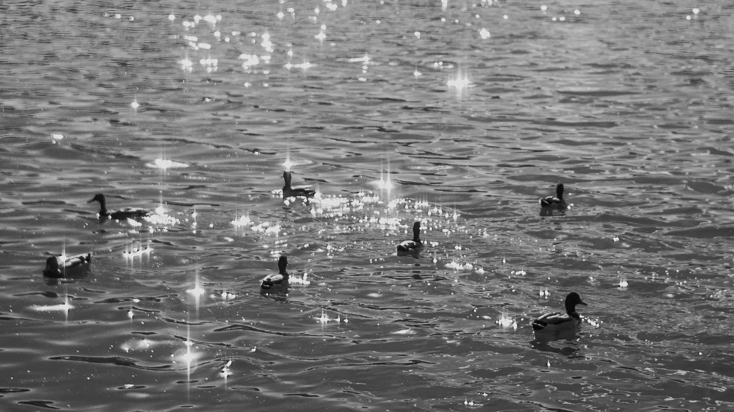 Wallpapers. Фотограф Казань