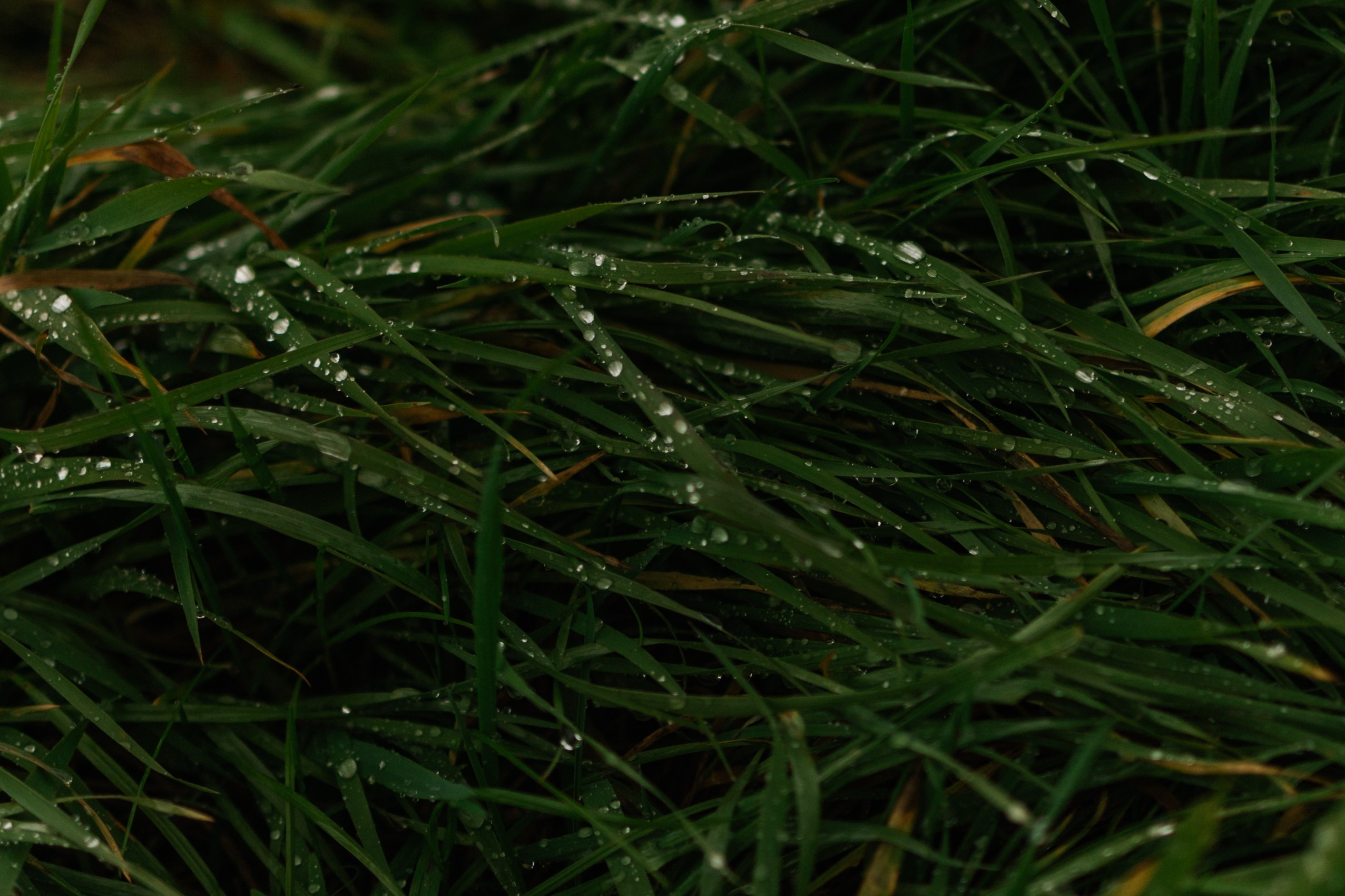 Лена и Тайгер. Фотограф — Анималист | Санкт-Петербург