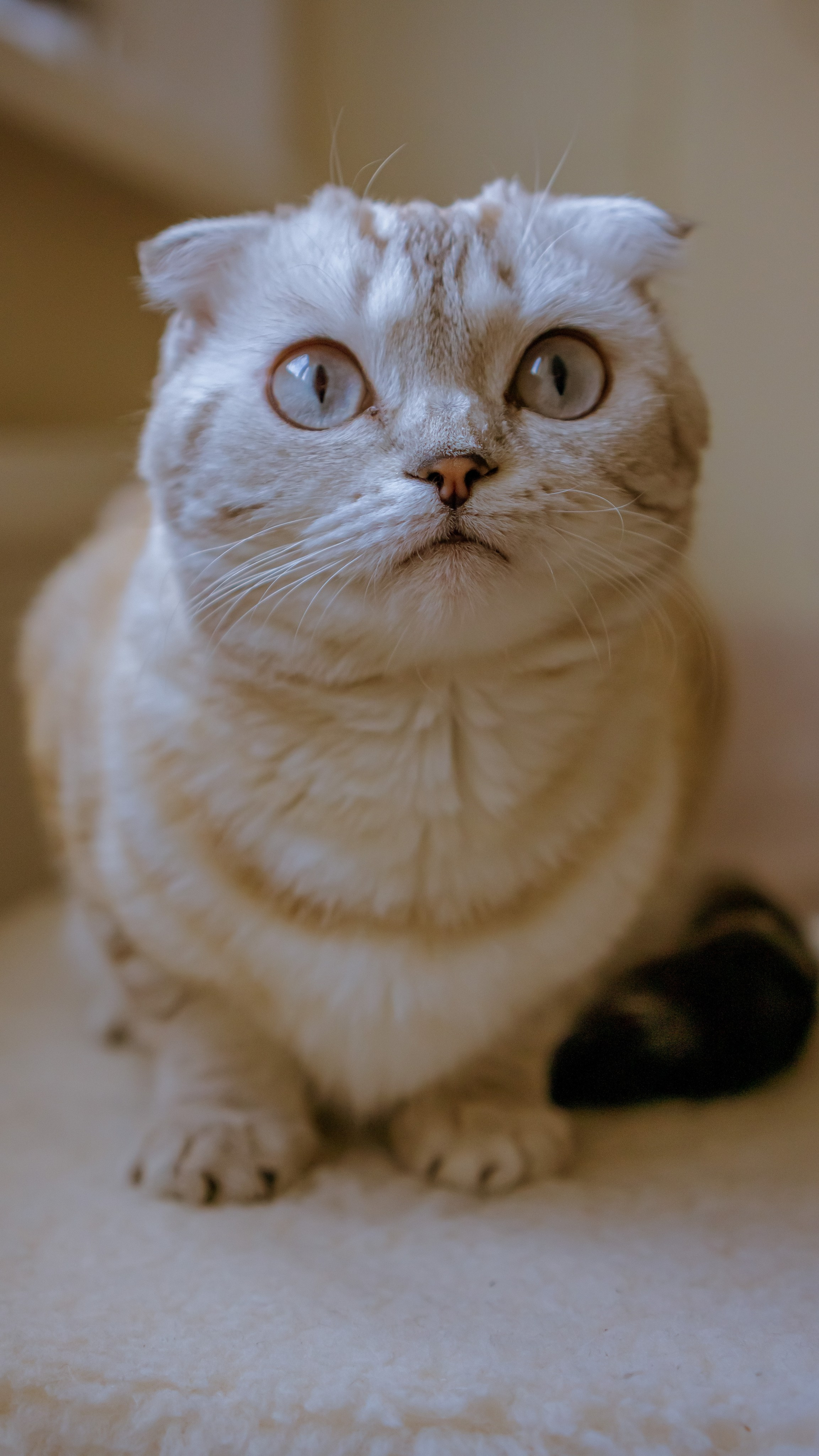 Ария. Фотограф в Кстово и Нижнем Новгороде KOLOSOK