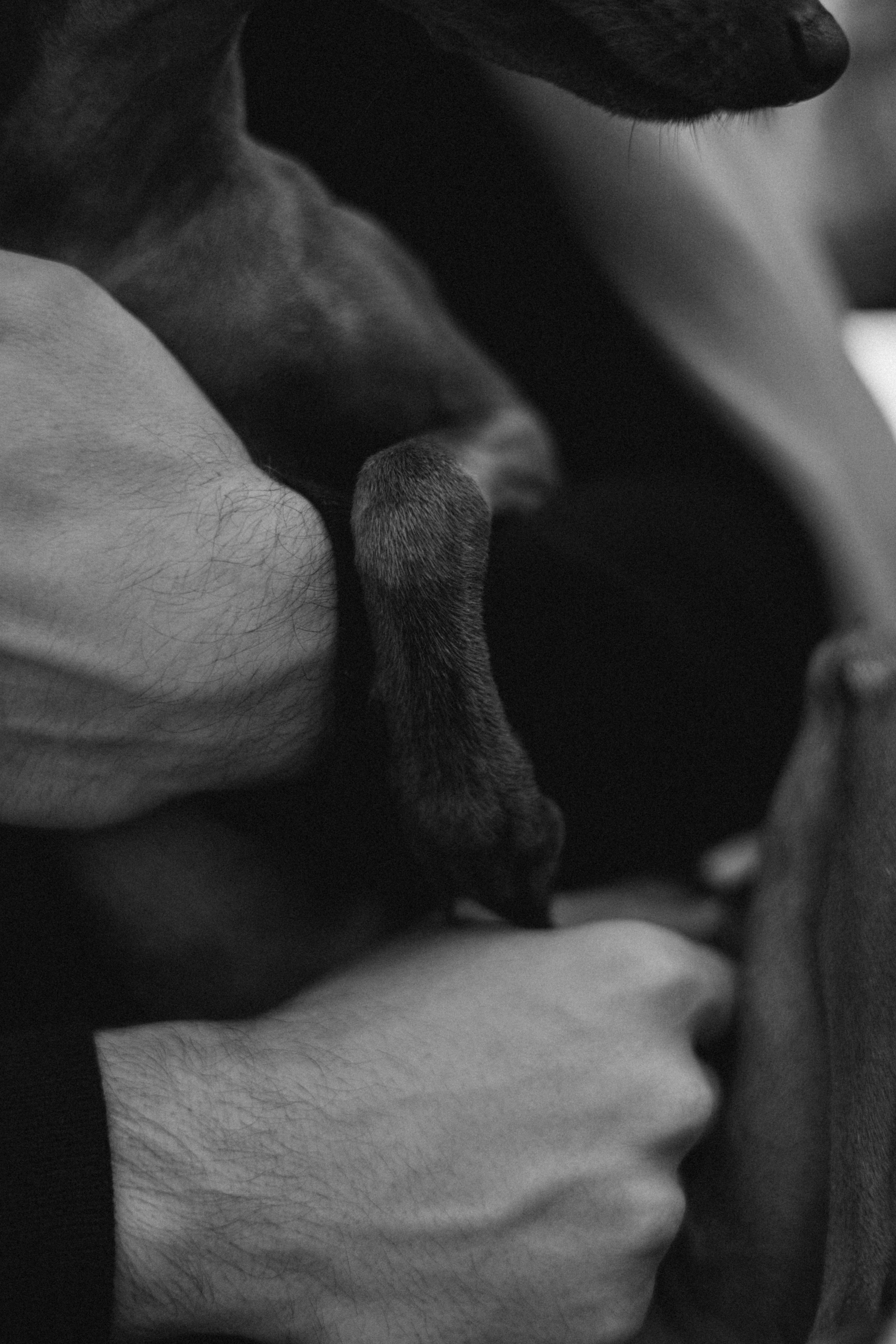 Лучик и ее семья. Фотограф — Анималист | Санкт-Петербург