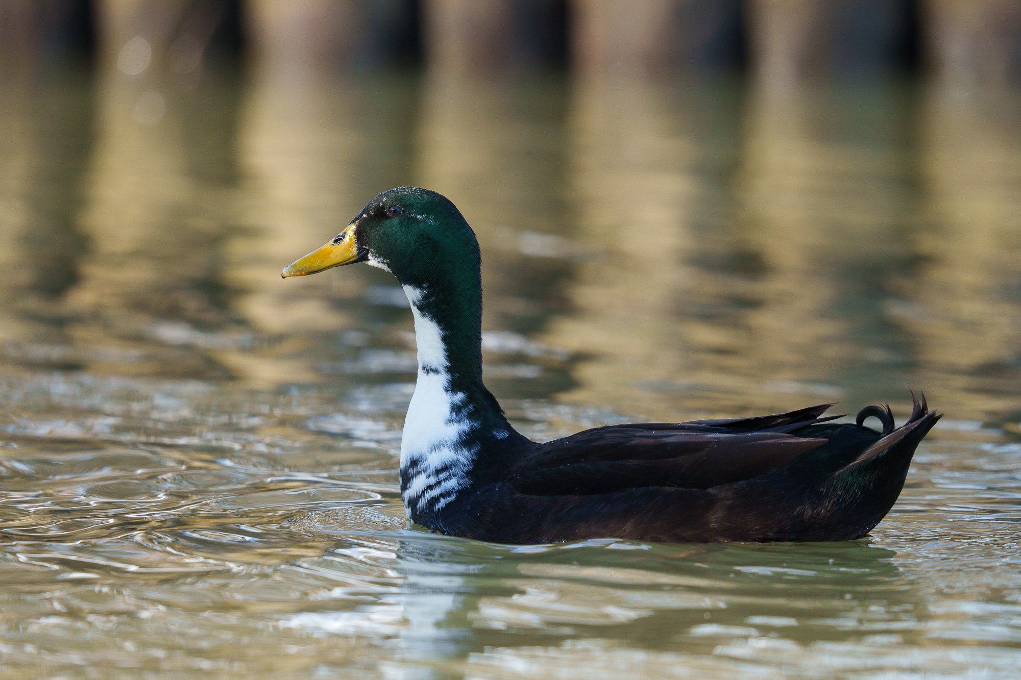 Удивительные мир птиц. Вокруг нас столько прекрасного — присмотритесь!. Ваш личный фотограф Марина Волкова