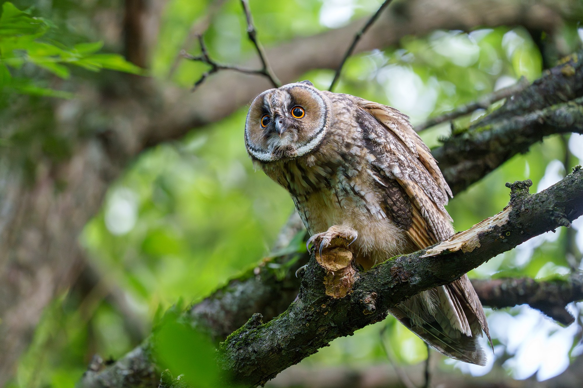 Удивительные мир птиц. Вокруг нас столько прекрасного — присмотритесь!. Ваш личный фотограф Марина Волкова