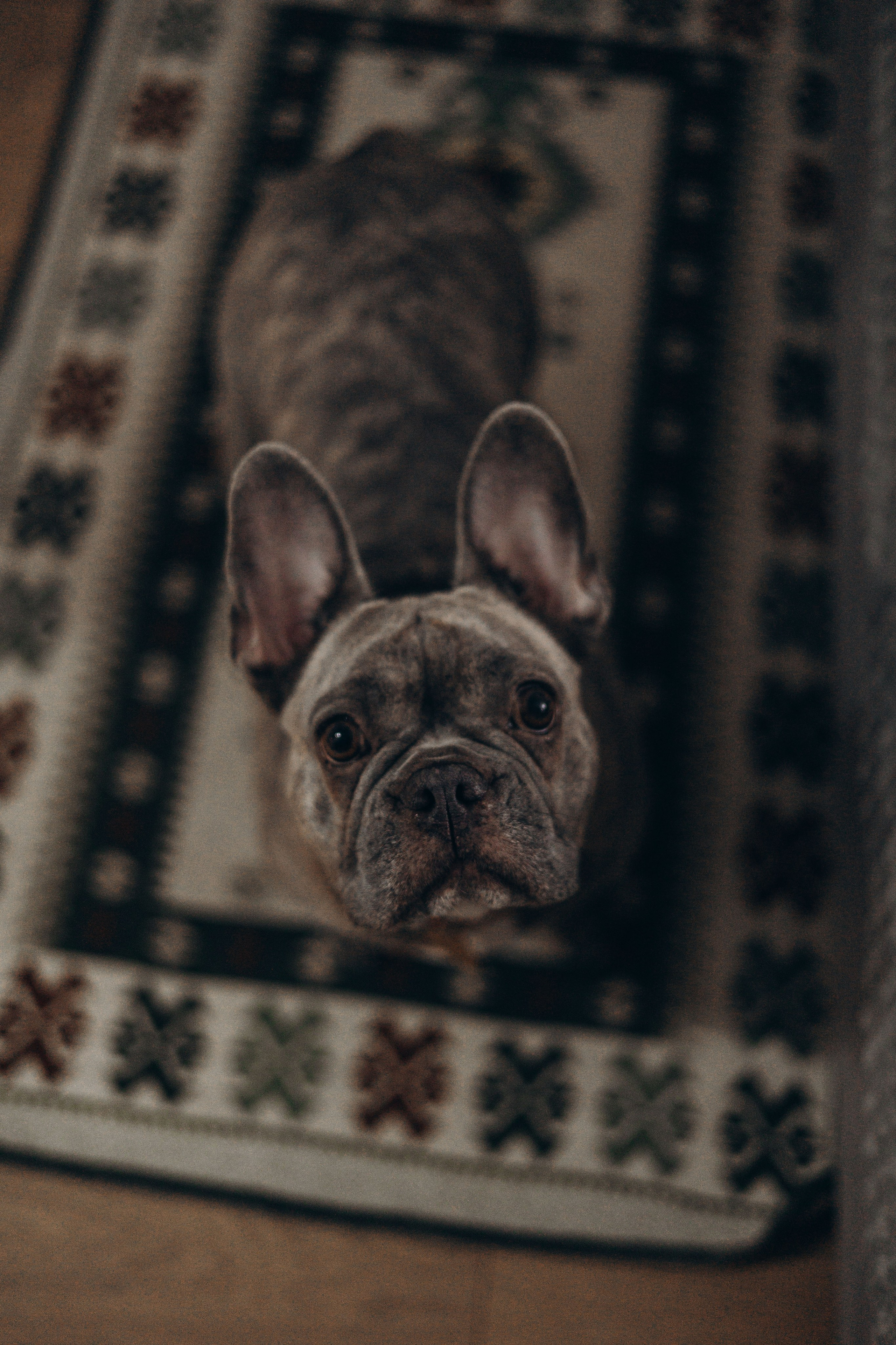 Соня и ее семья. Фотограф — Анималист | Санкт-Петербург