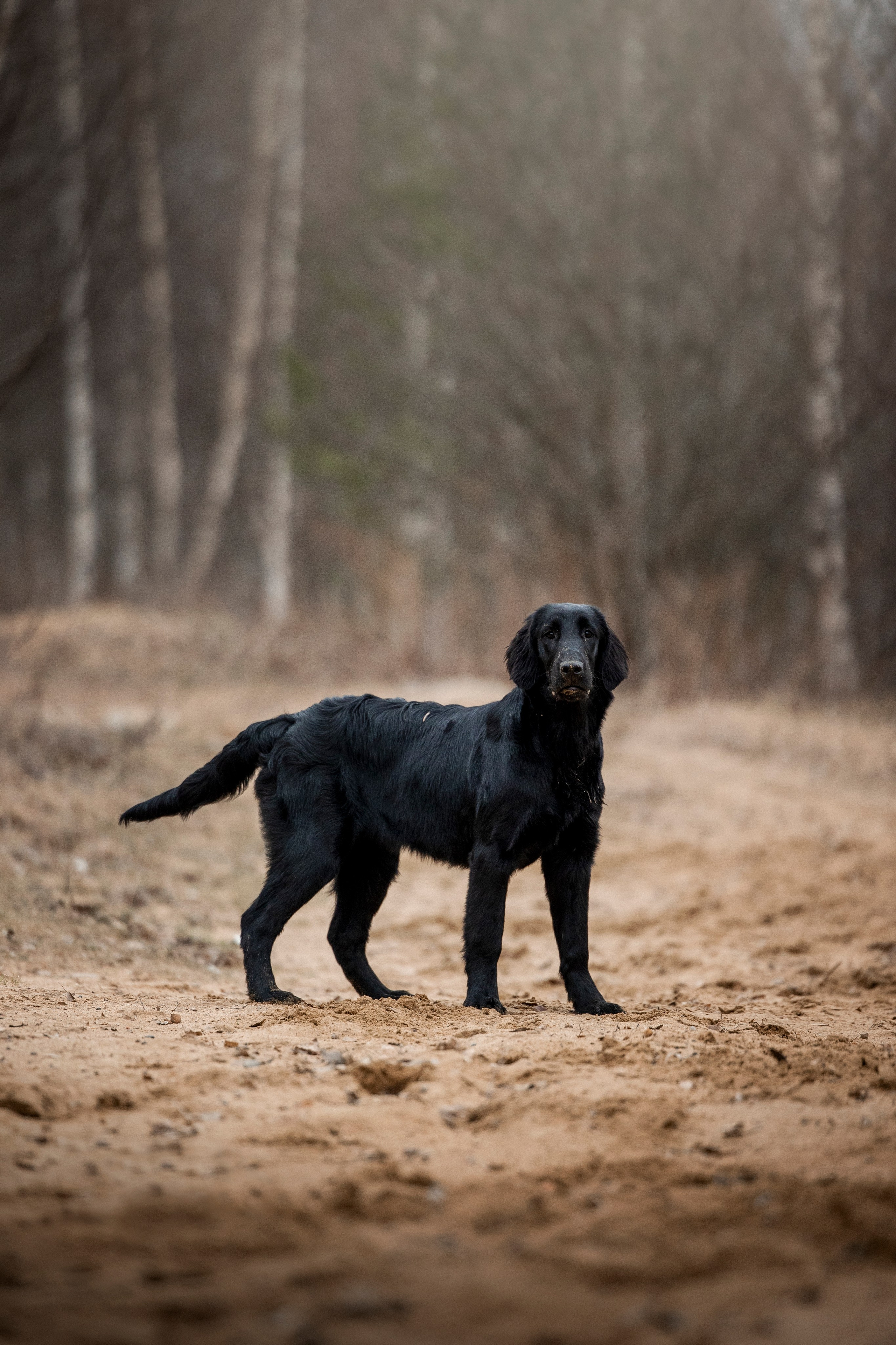 Ора, Ева, Рози и их семья. Фотограф — Анималист | Санкт-Петербург