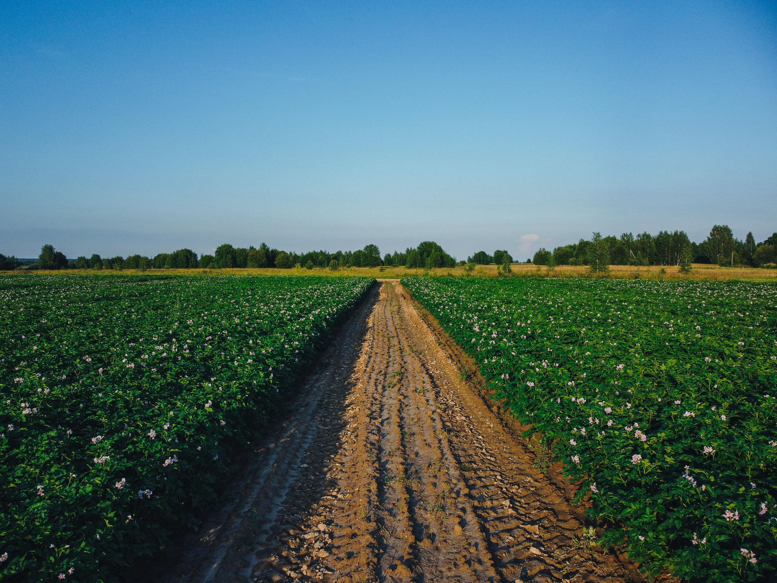 Поле с картофелем, ранее утро, рассвет