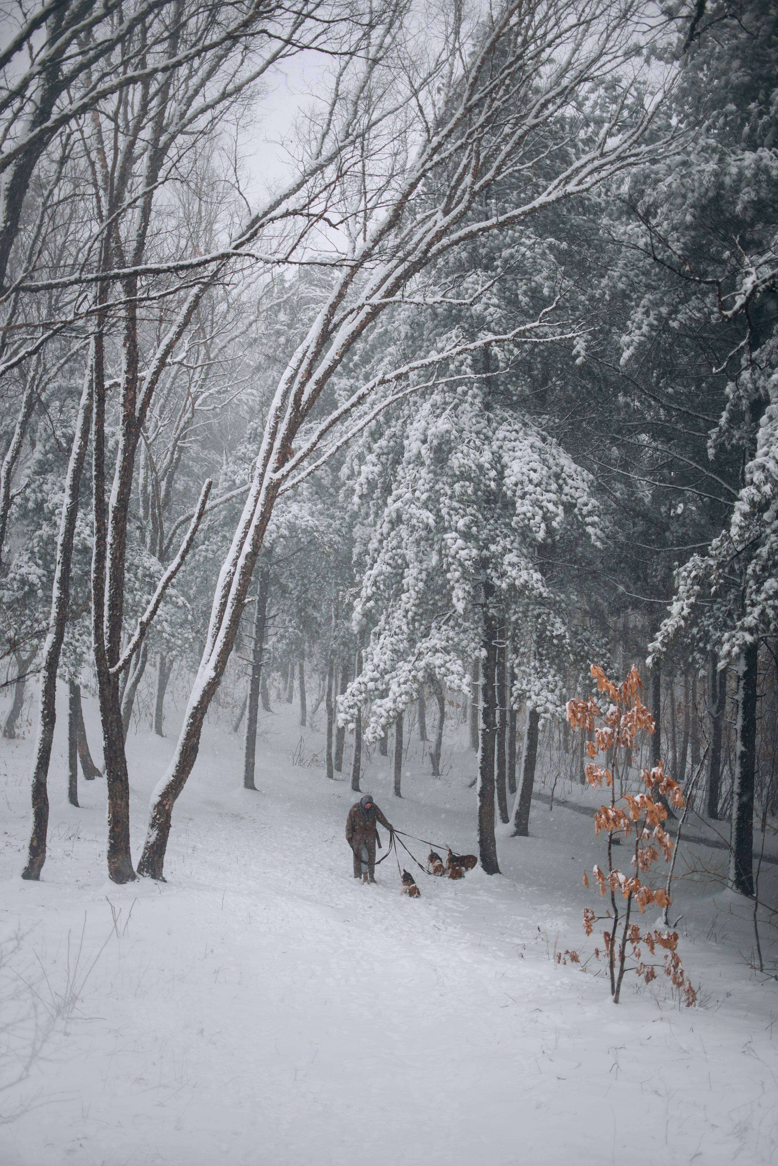 Прогулка с собаками: бигли и Лена. Портфолио
