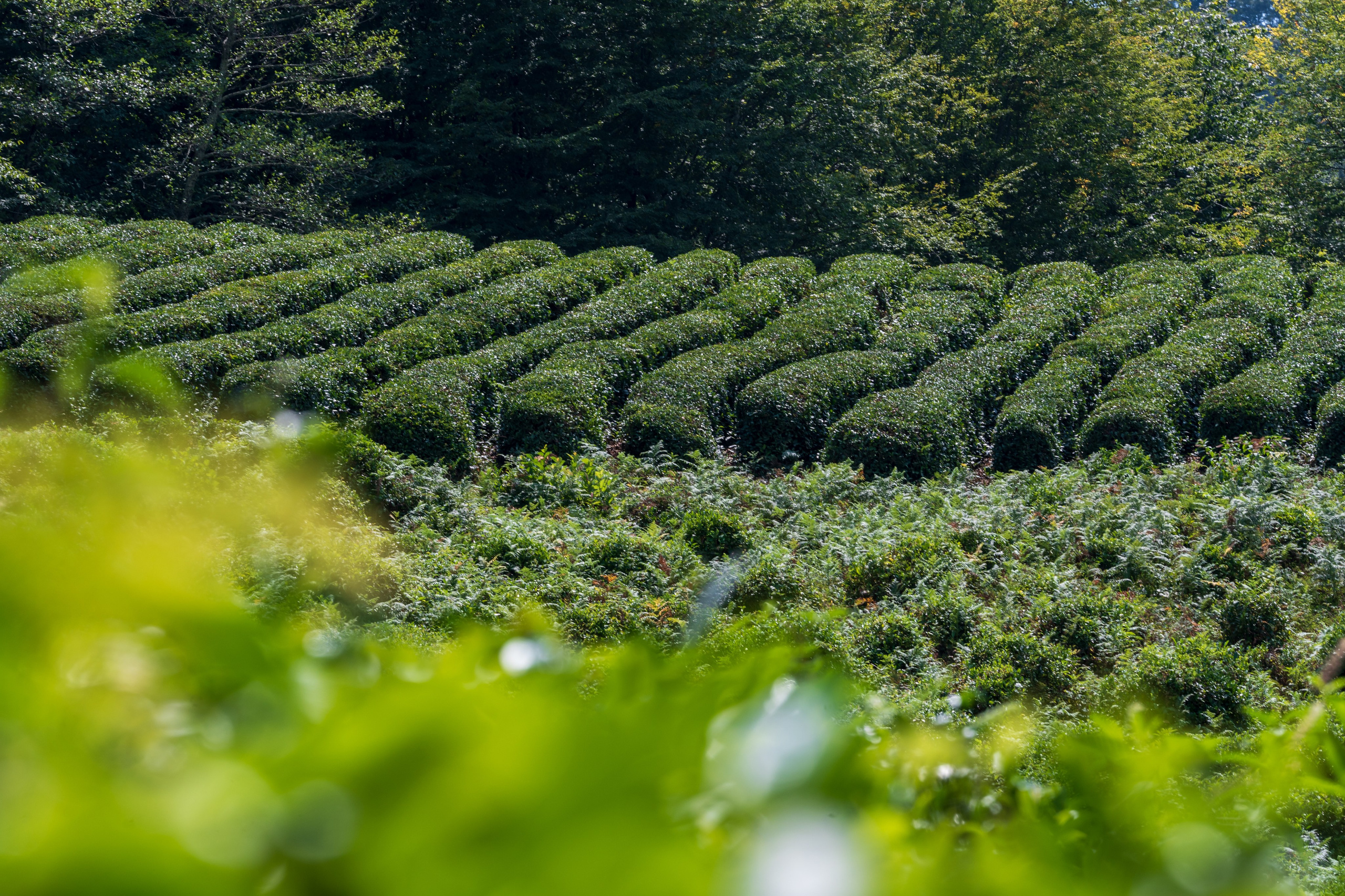 Яндекс.Еда — Сочинский чай. Репортажный фотограф в Красной Поляне и Сочи Павлюченко Екатерина