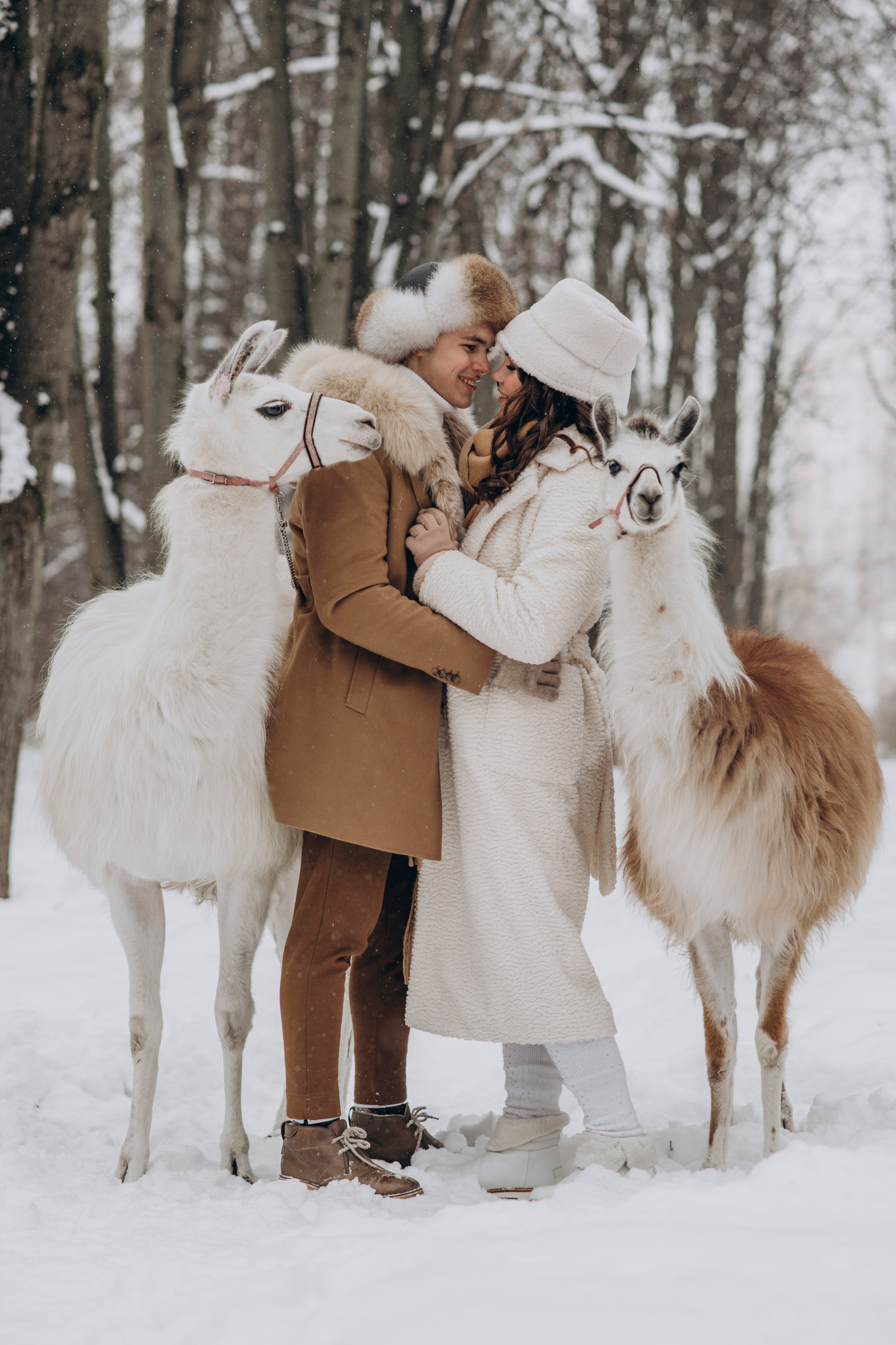 Зимняя фотосессия с Альпаками. Свадебный фотограф в Дмитрове