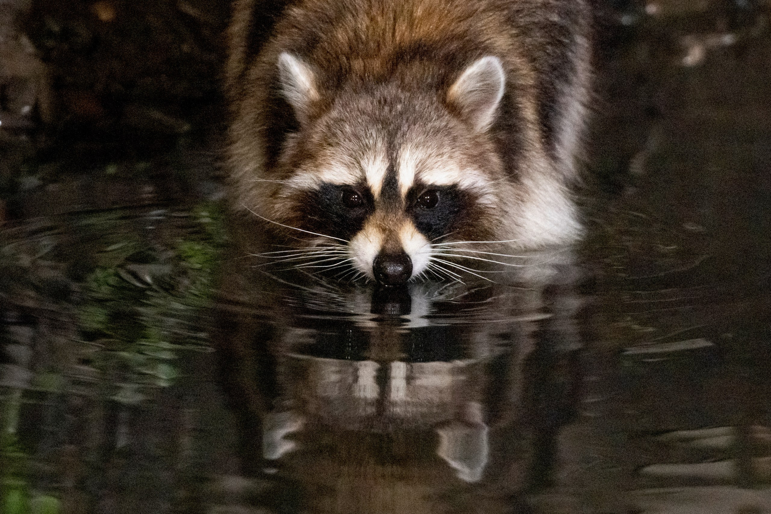 Пейзажный фотограф, Фотографии дикой природы. Foto-Zuev фотография как искусство