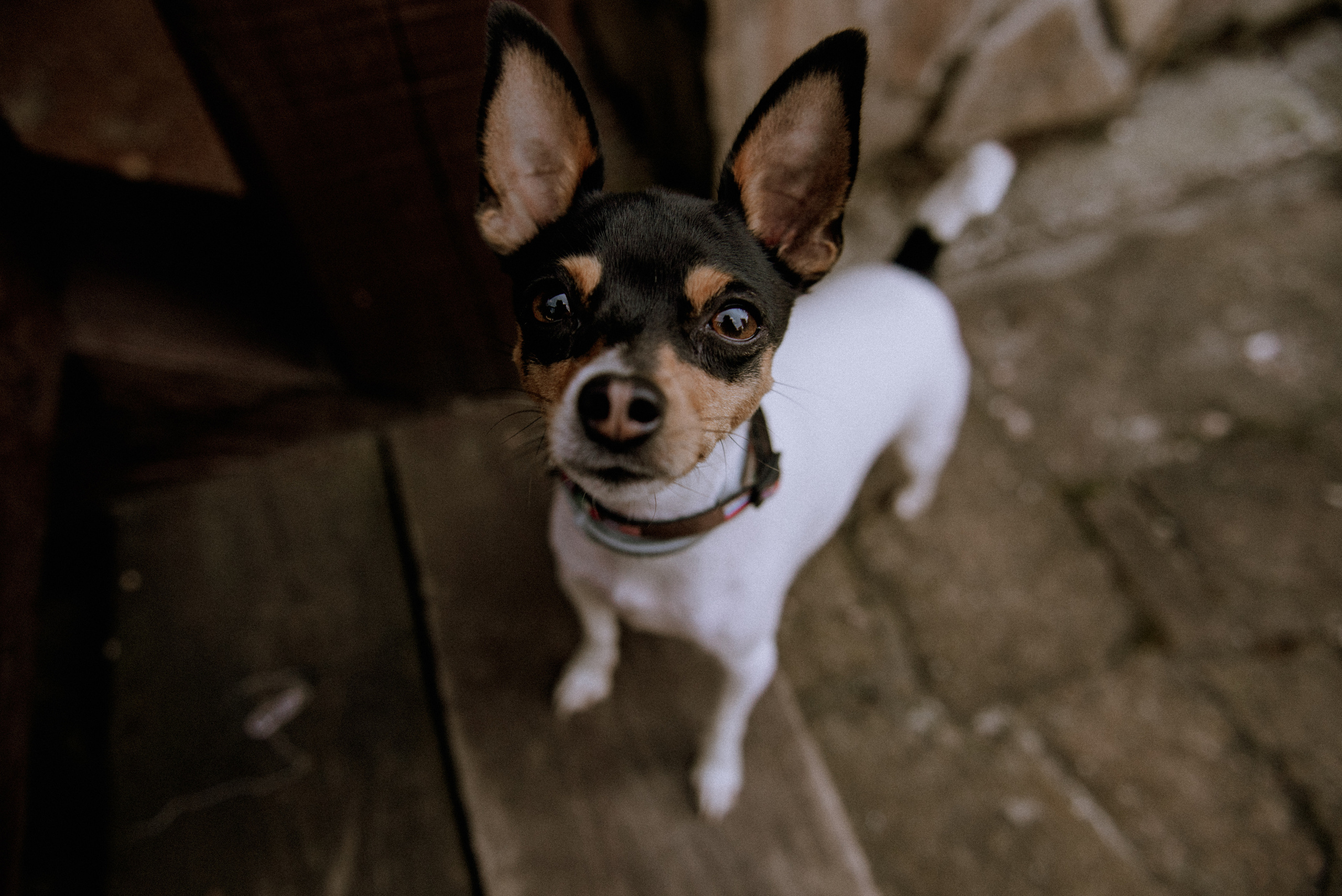 Диана и Игорь. Портретный и свадебный фотограф в Симферополе Ирина Колесникова