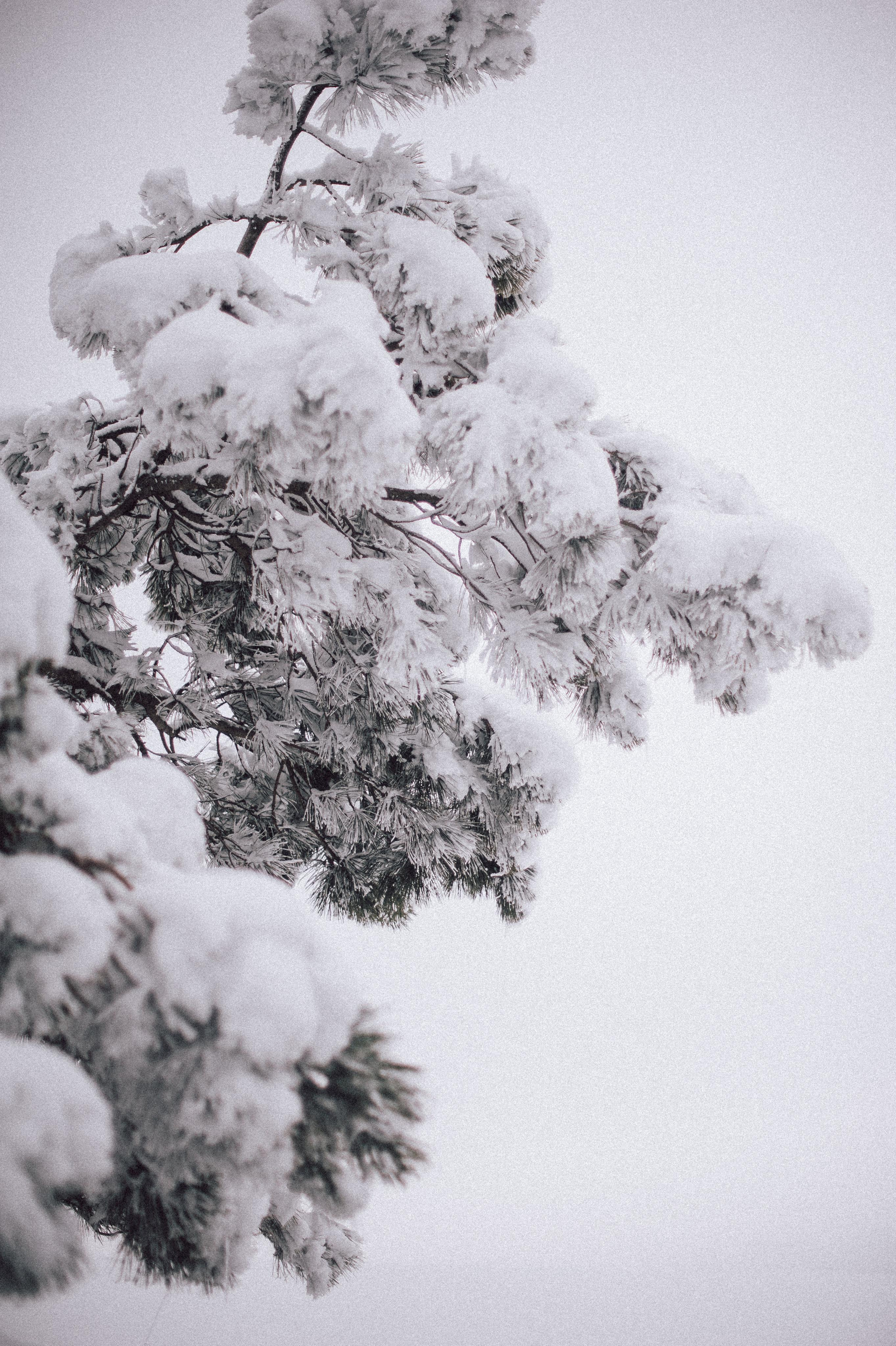 Вероника и Денис. Портретный и свадебный фотограф в Симферополе Ирина Колесникова