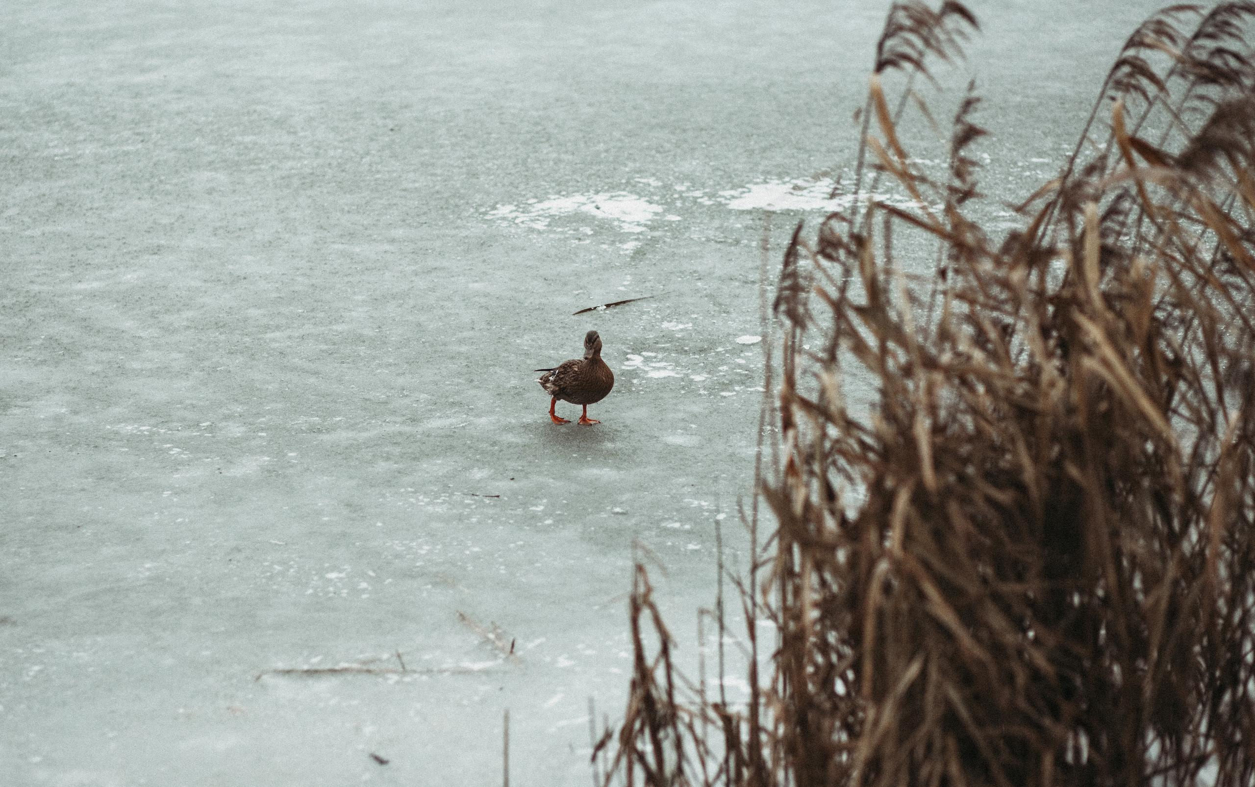 Рамона. Семейный фотограф в Минске и РБ Стеликова Анна
