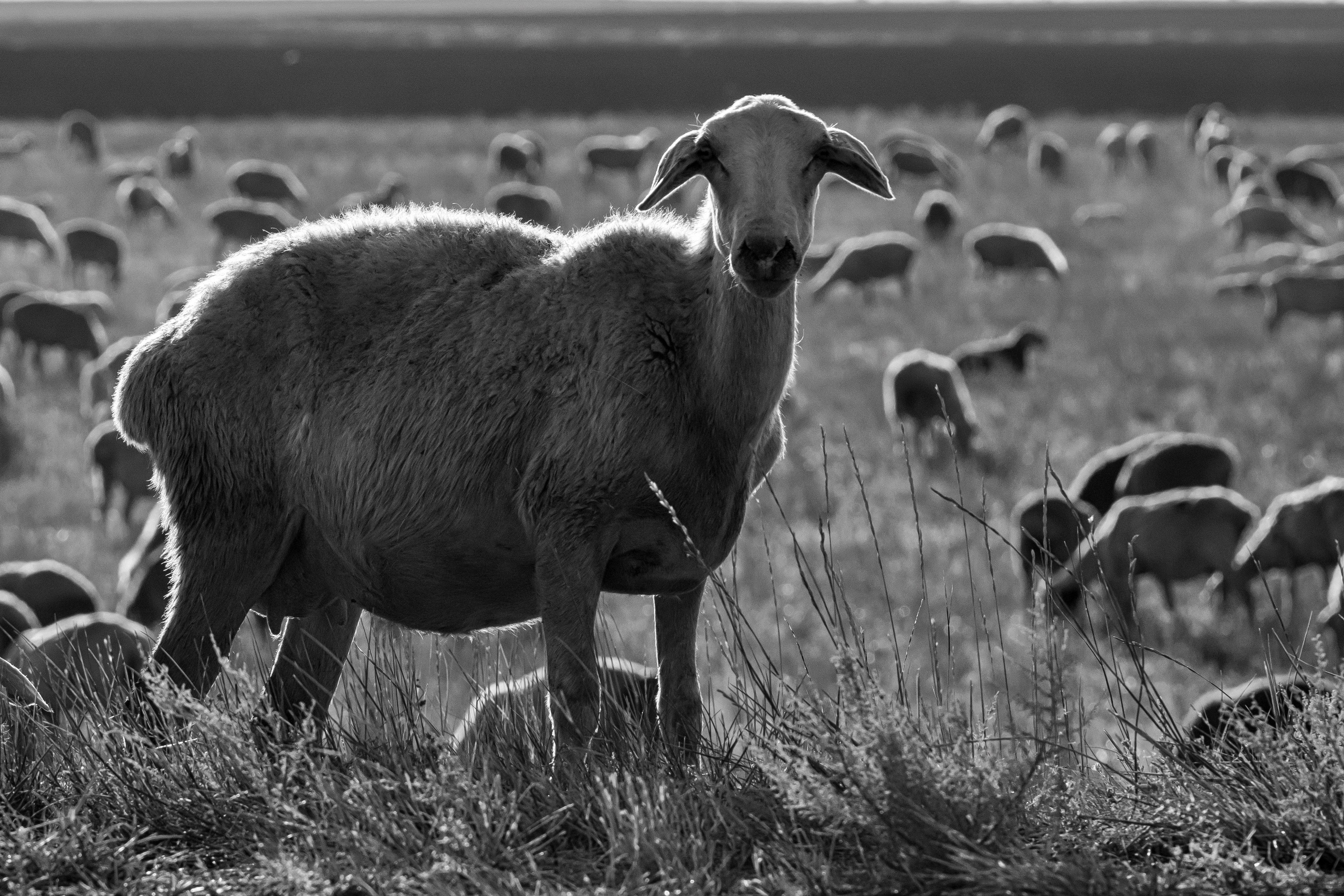 Dimitri Bakhtadze, dogs photos. Dimitri Bakhtadze photographer