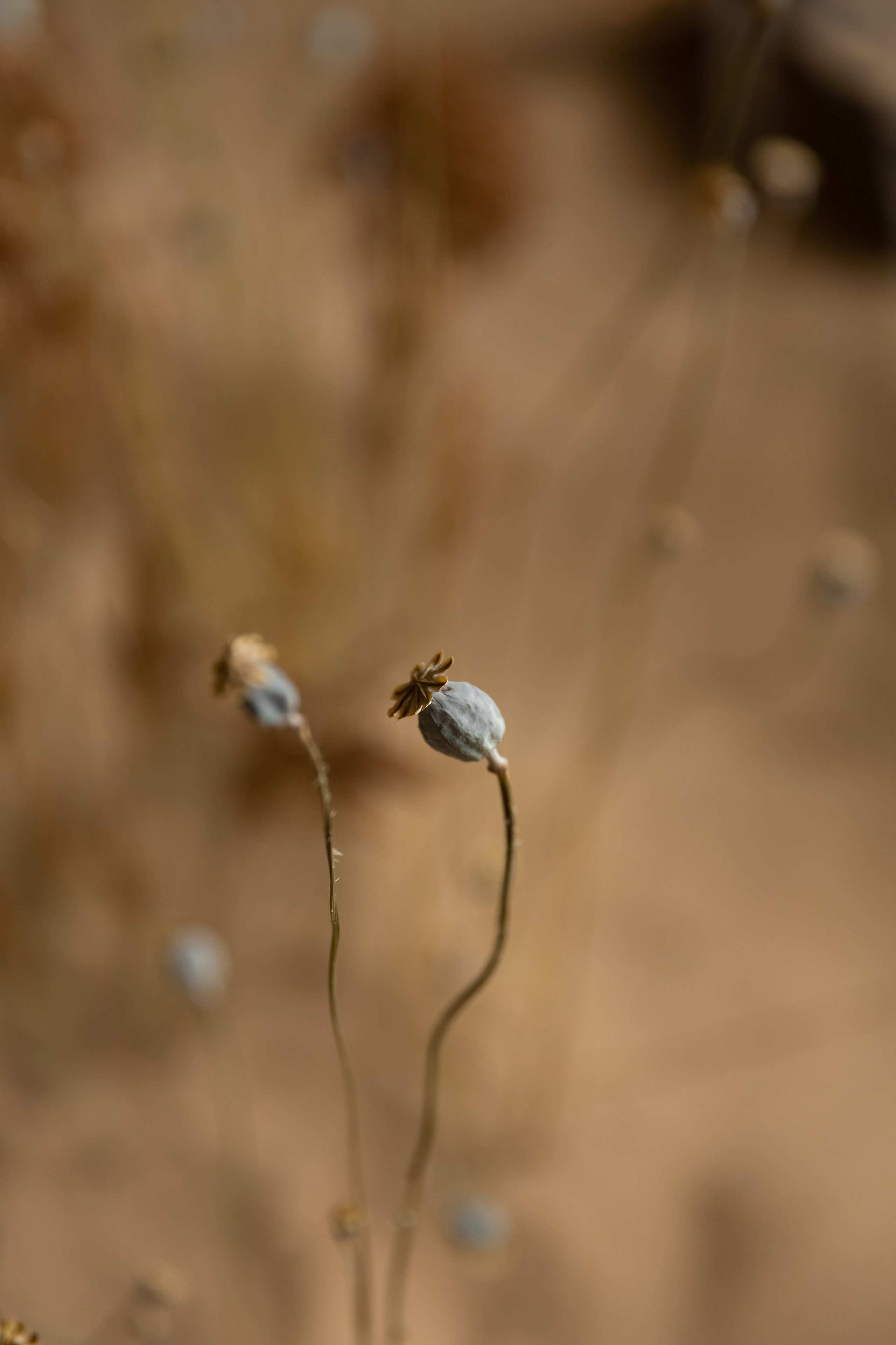 Floral sand. Профессиональный фотограф Инесса Новикова в Москве