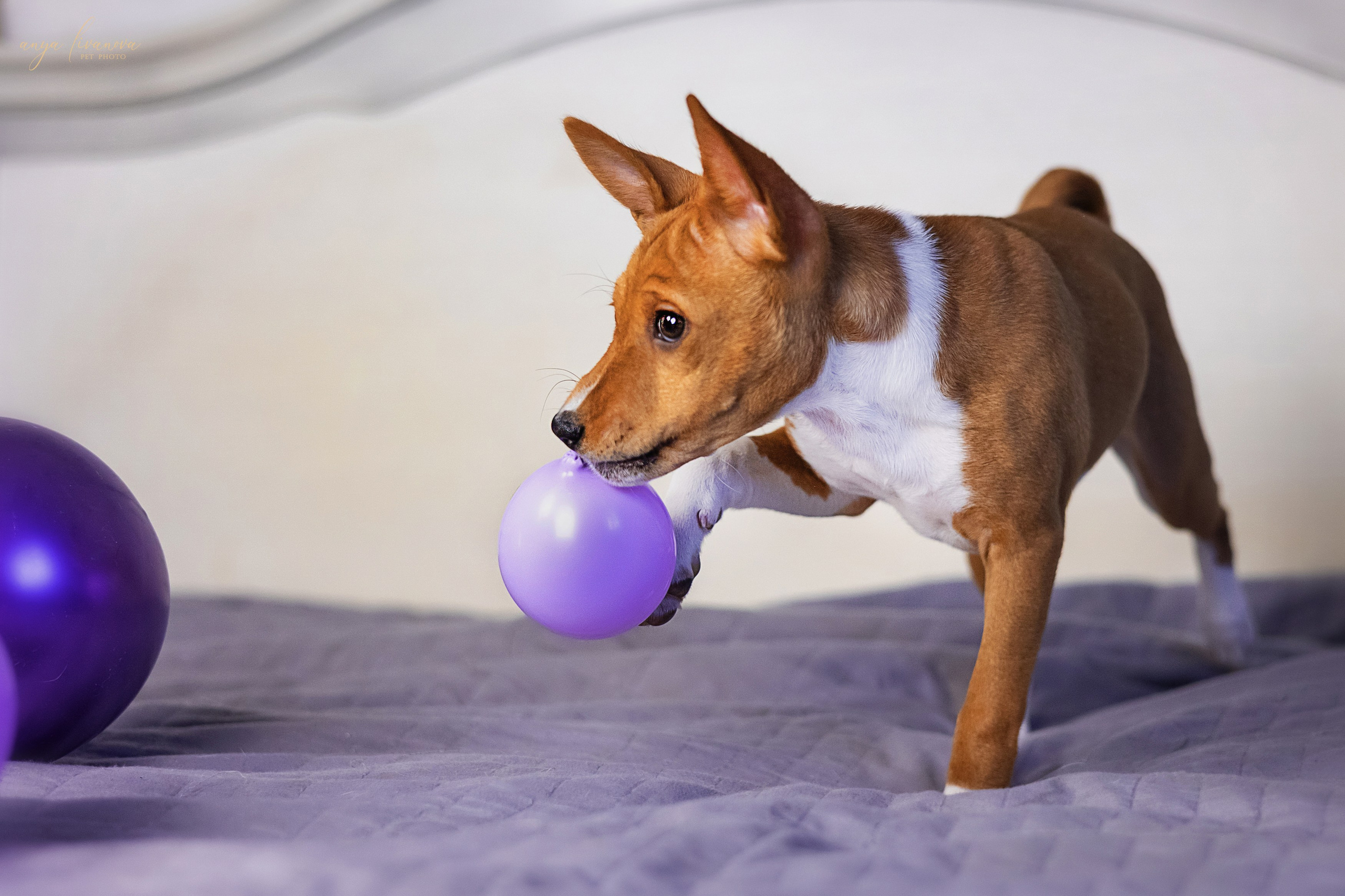 Баси. Фотограф анималист Аня Ливанова | Рыбинск