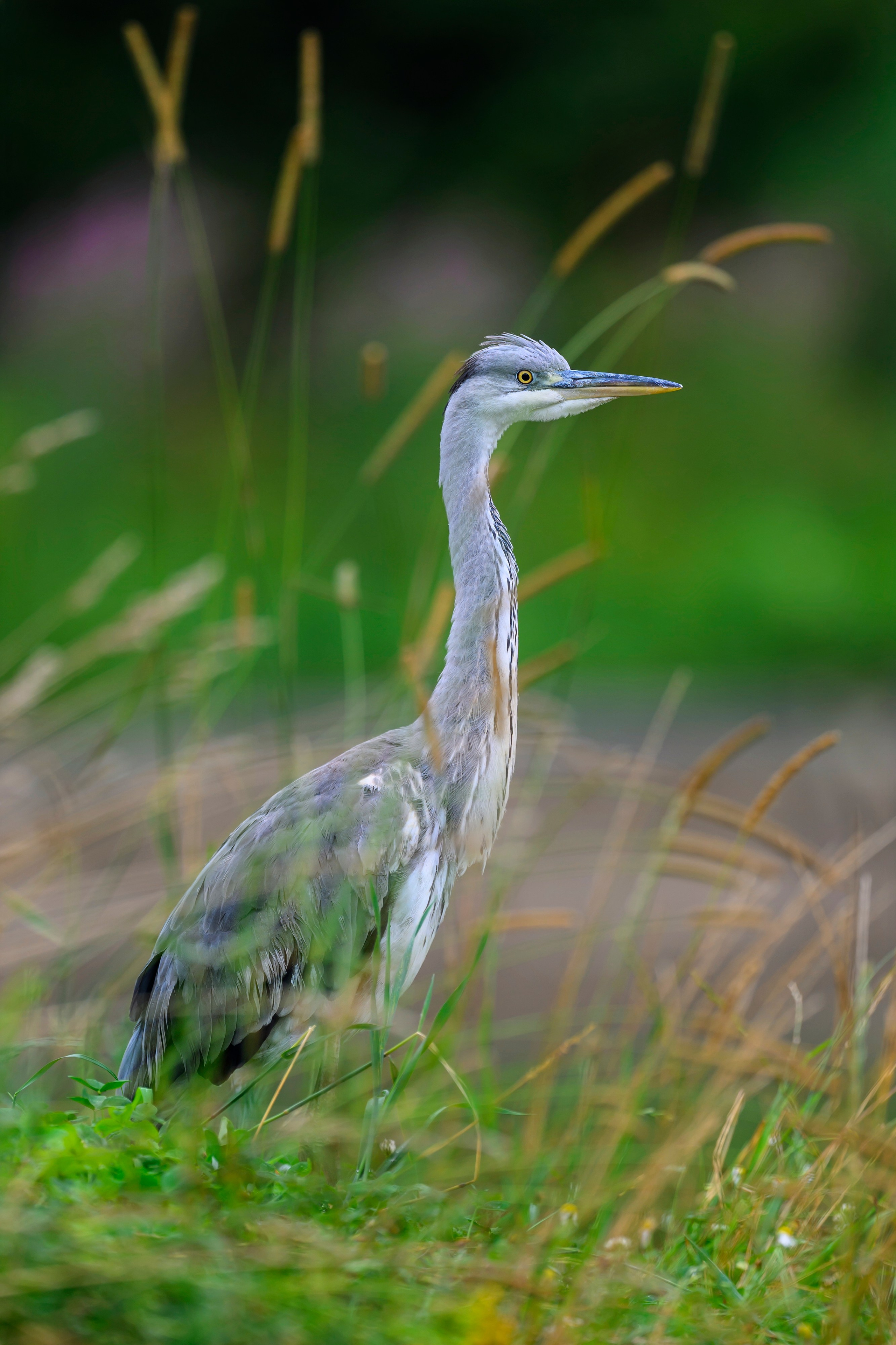 Красавки, цапли, утки: Парк Ближняя дача. Wildlife photography by Sergey Puponin