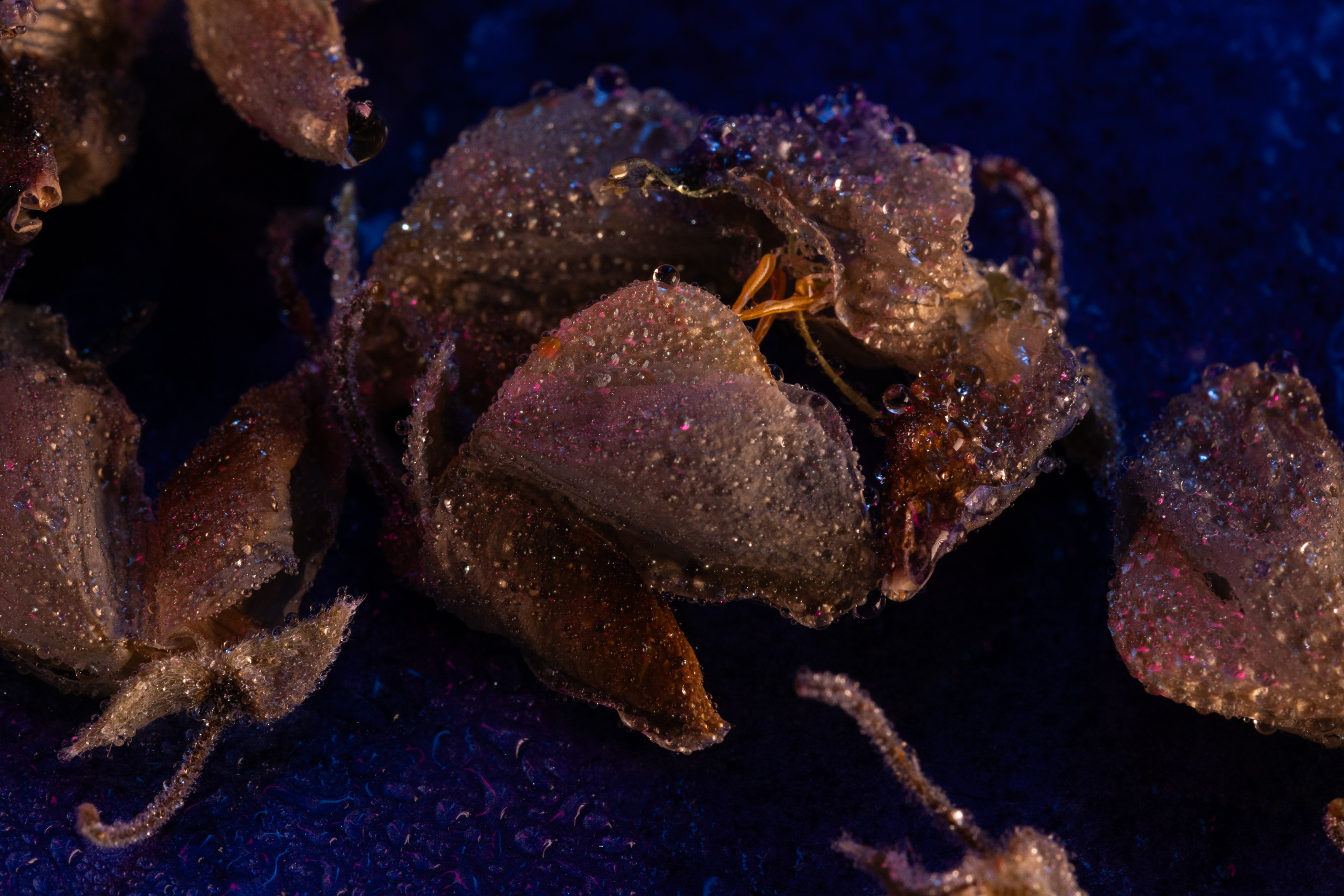 Макро. Фотограф Виктор Степанов