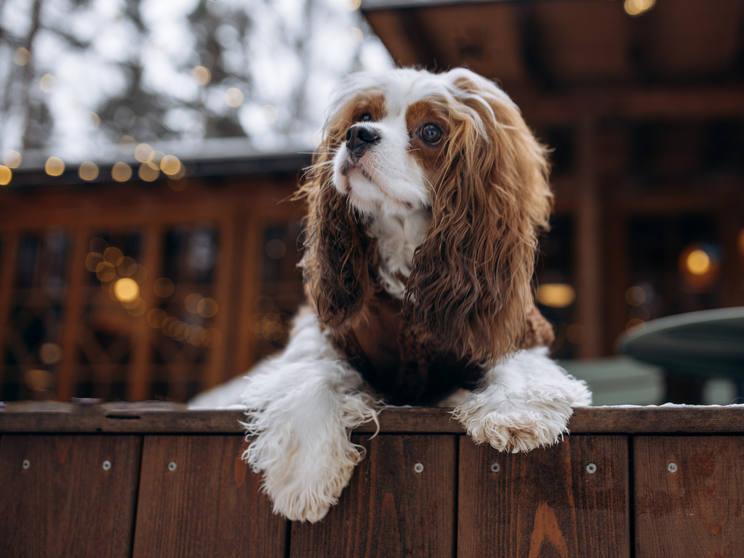 Дарси и Маша. Фотограф-анималист в Москве Кириллова Татьяна