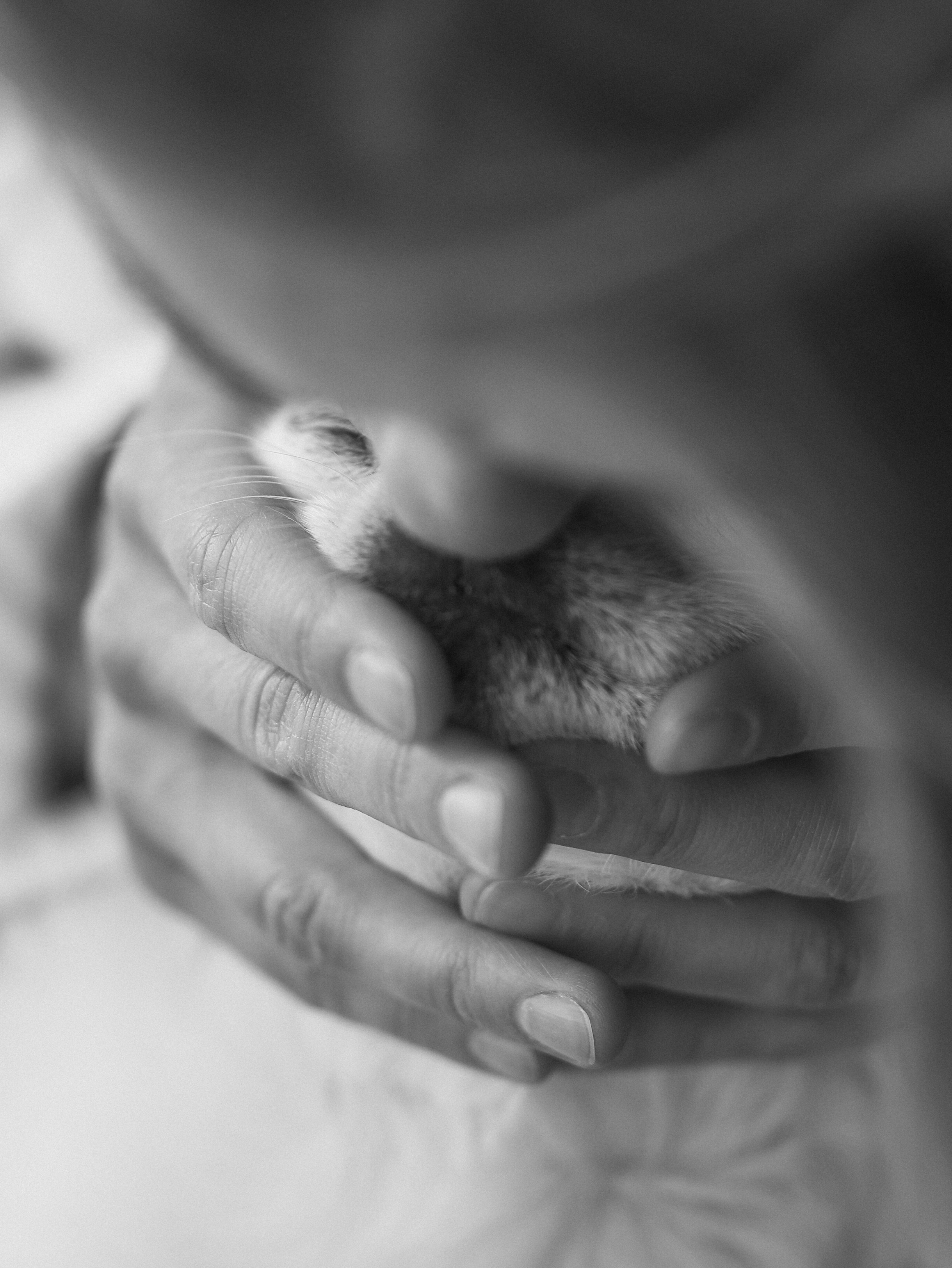 Зефир и Алена. Фотограф-анималист в Москве Кириллова Татьяна