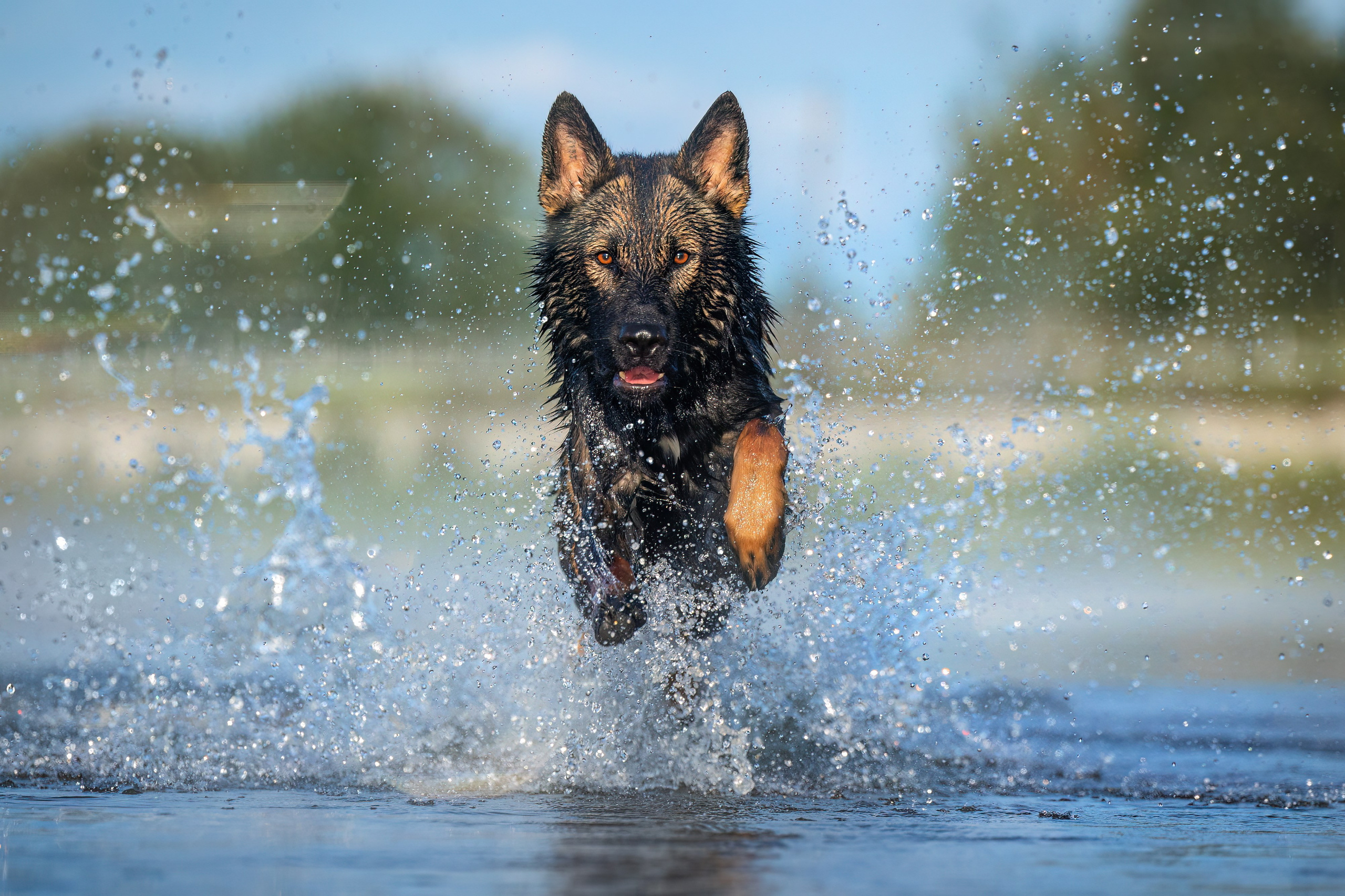 Немецкие овчарки Кетчер и Роскошь. Фотограф-анималист Natalia Deingel | Фотосъемка собак в Москве