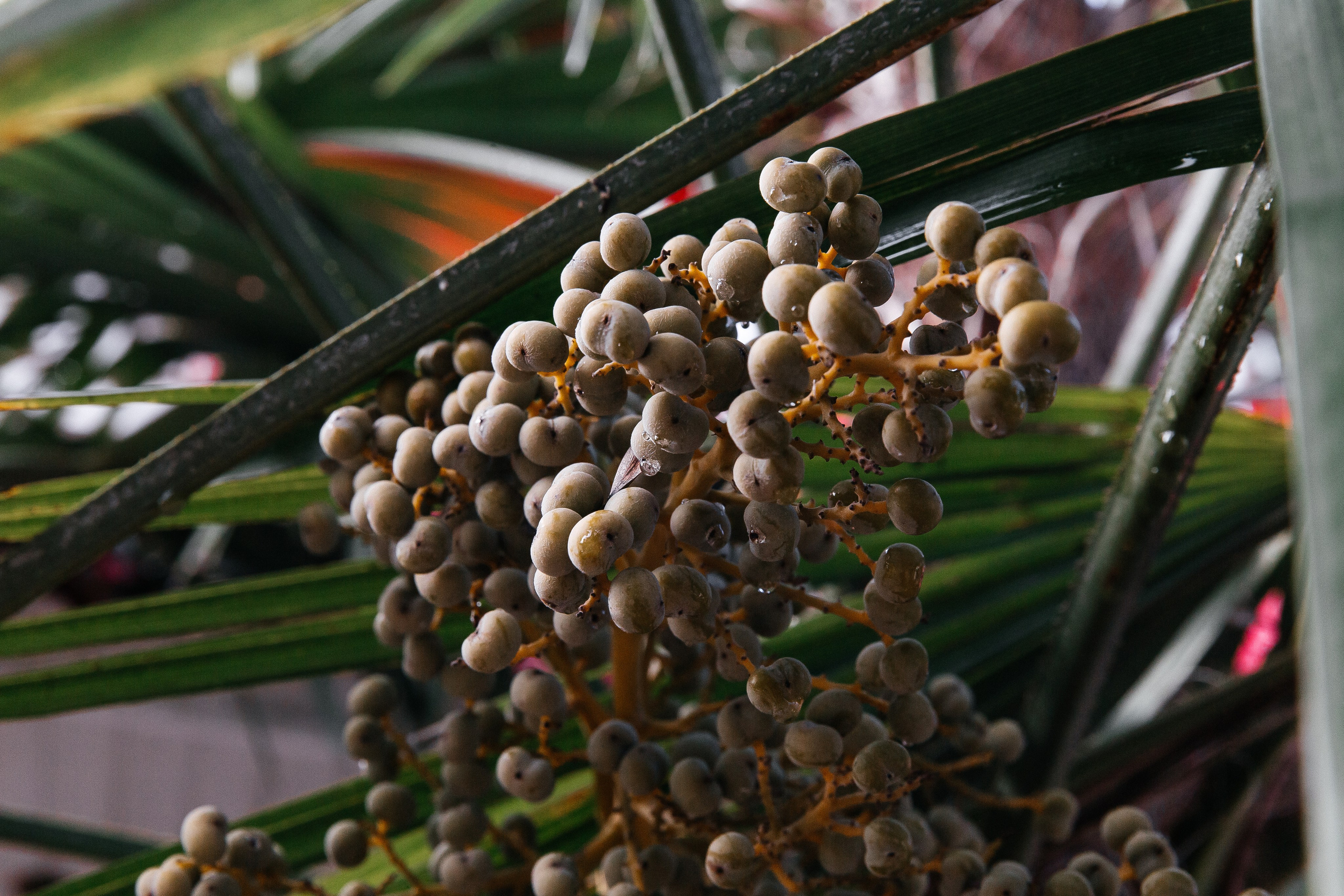 MARINA & DMITRY. Свадебный фотограф | Екатеринбург | Сочи | Артем Шестаков