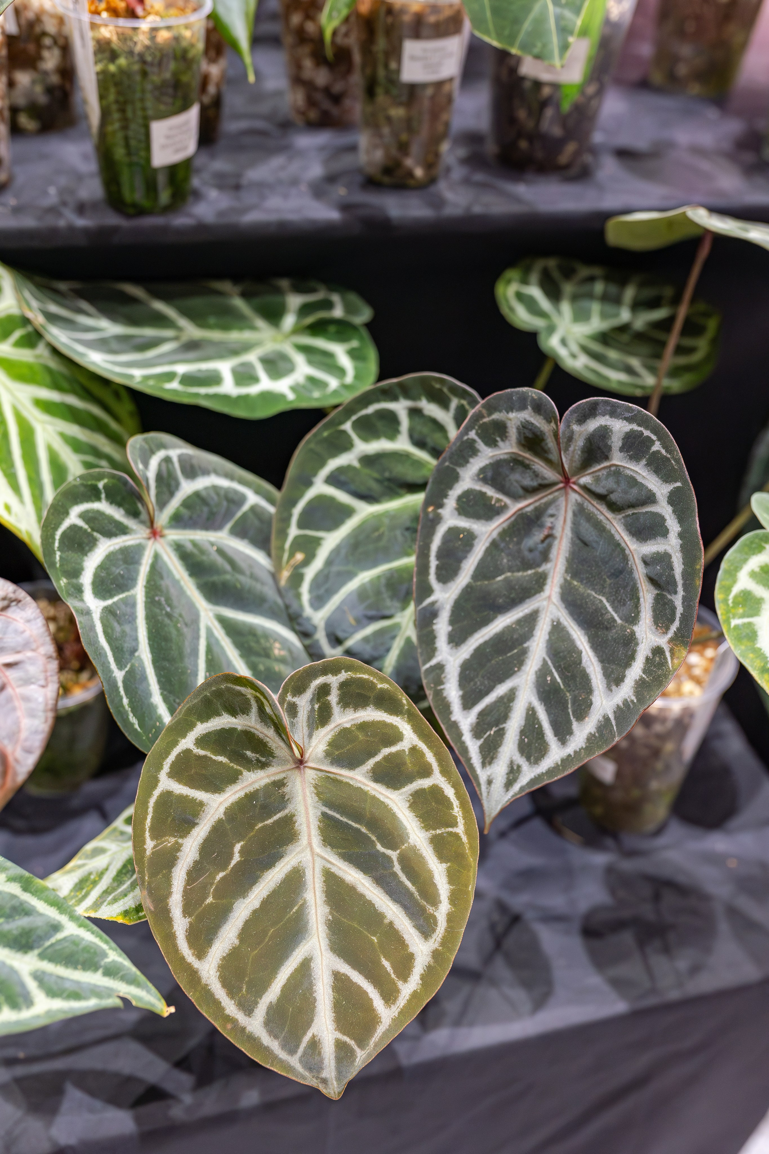 Монстериум апрель 2026. Александра Куликова фотограф, Москва