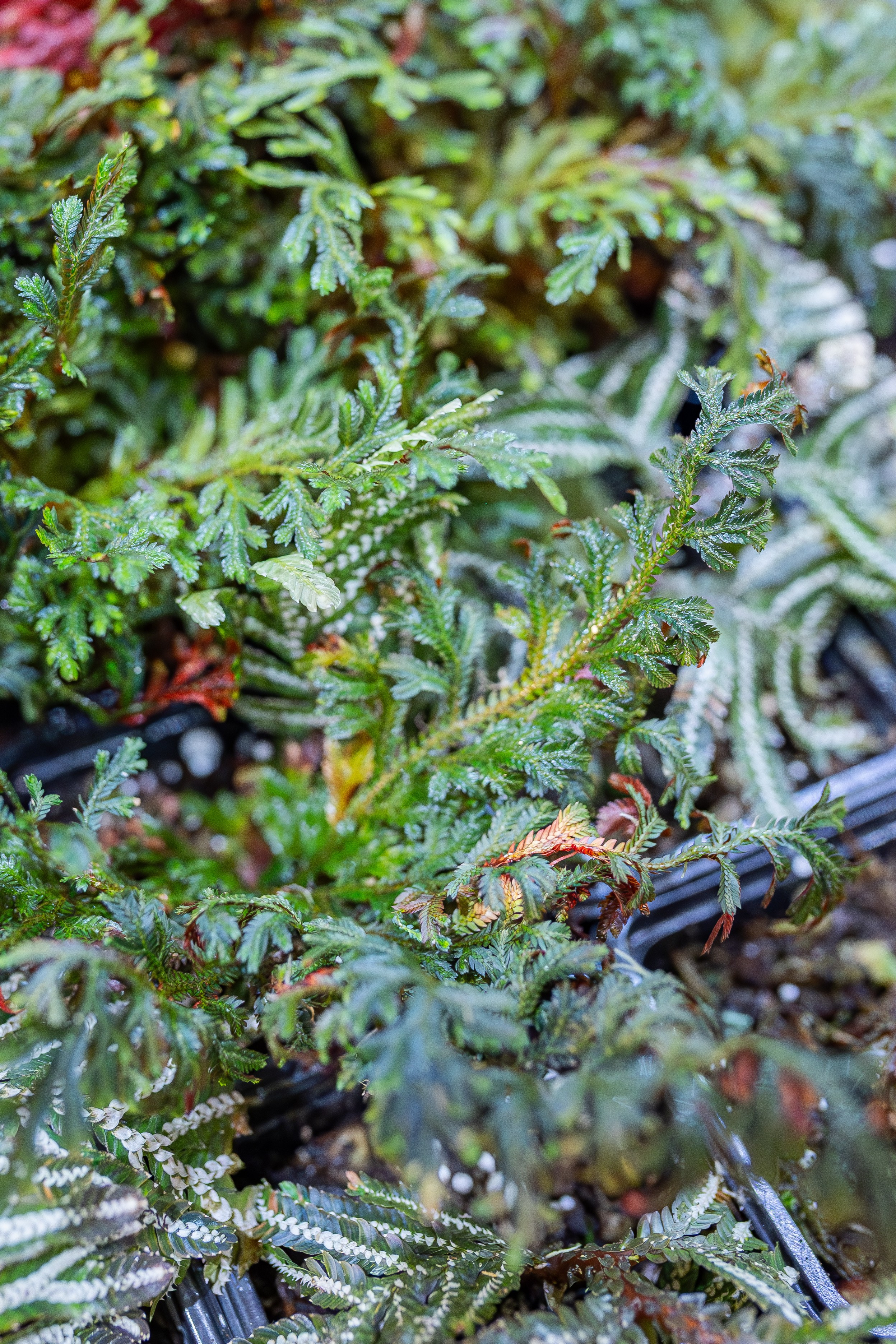 Монстериум апрель 2026. Александра Куликова фотограф, Москва