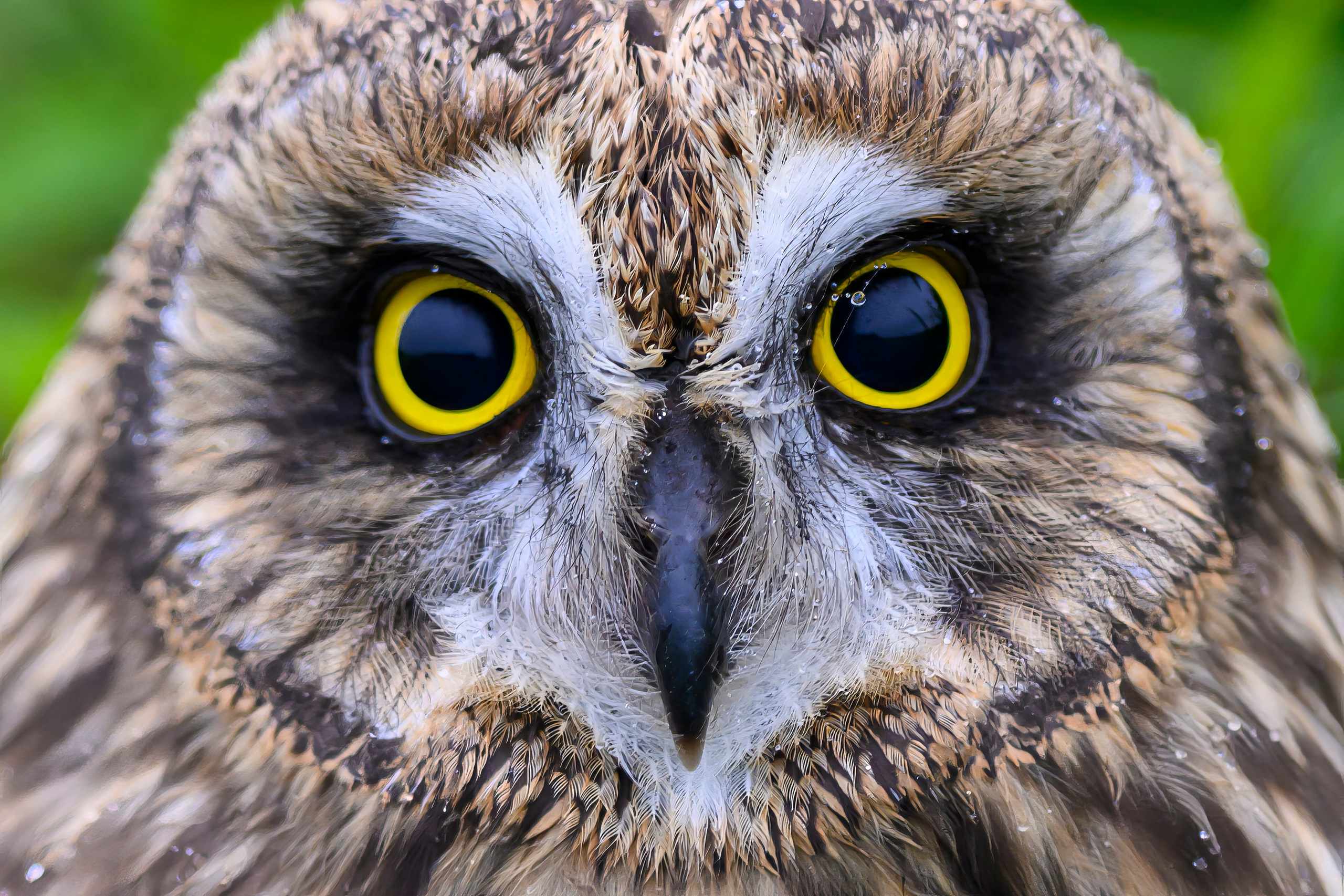 Short eared owl. Wildlife photography by Sergey Puponin