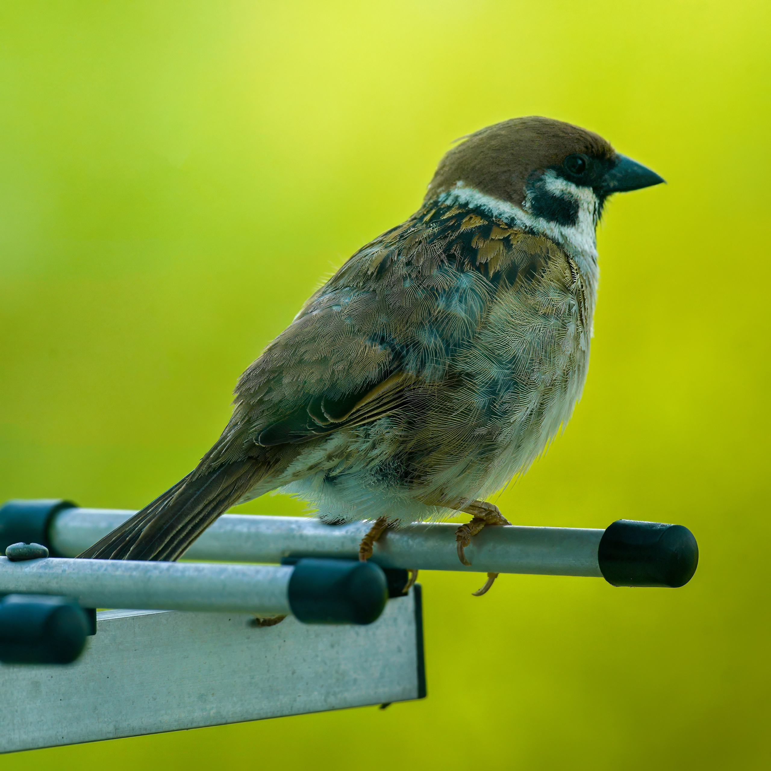 Animals — Животные