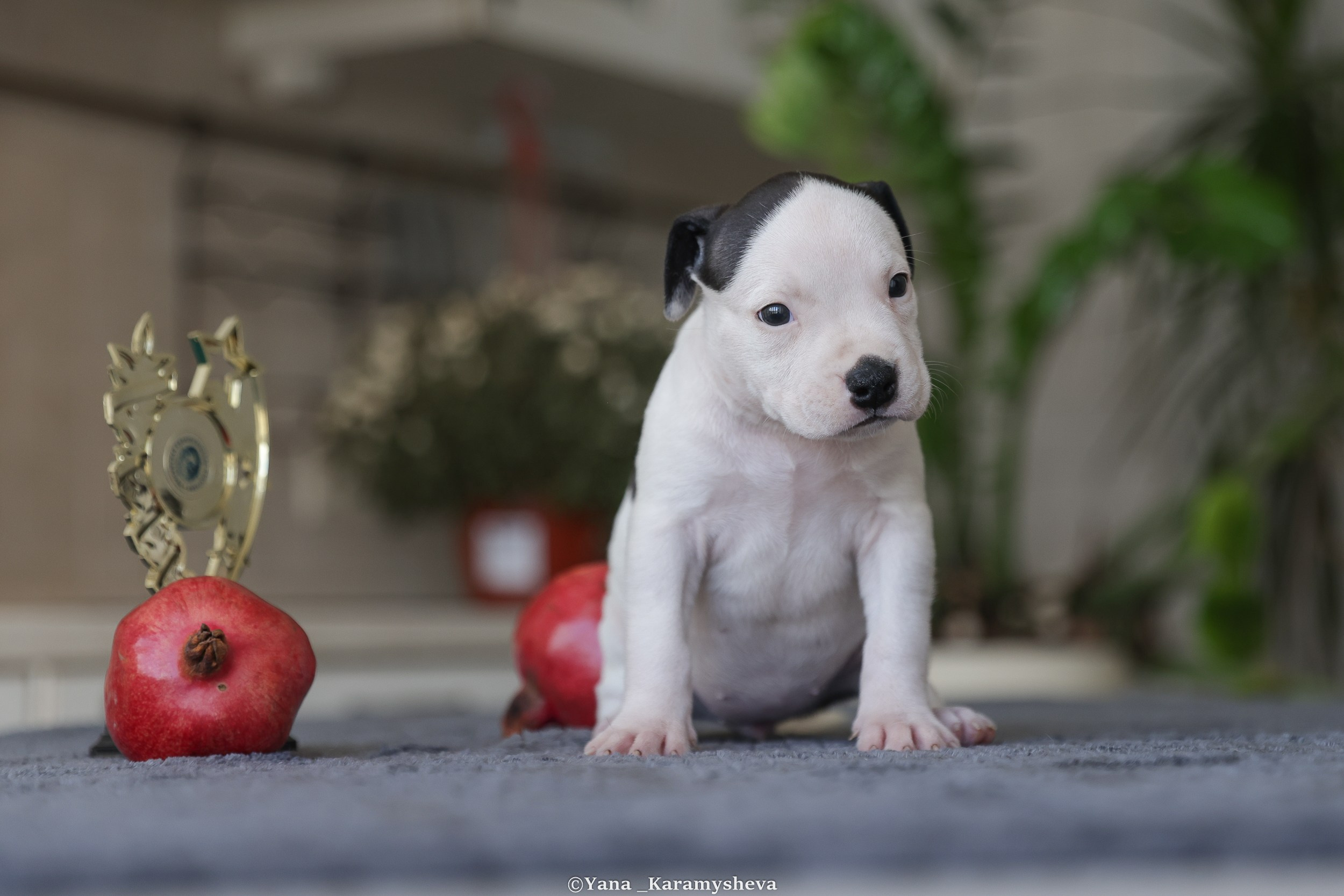 Помёты. Yana Karamysheva Animal Photo