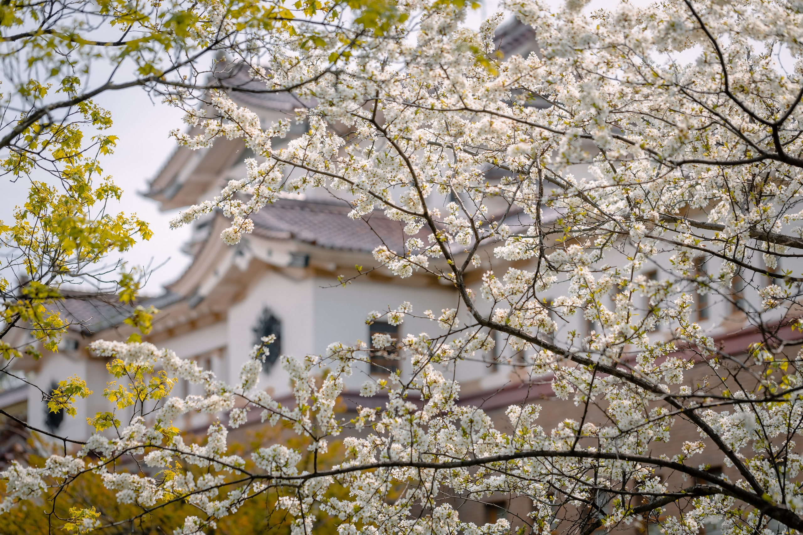 О.Сахалин. Фотограф. г. Южно-Сахалинск. Олег Толстов