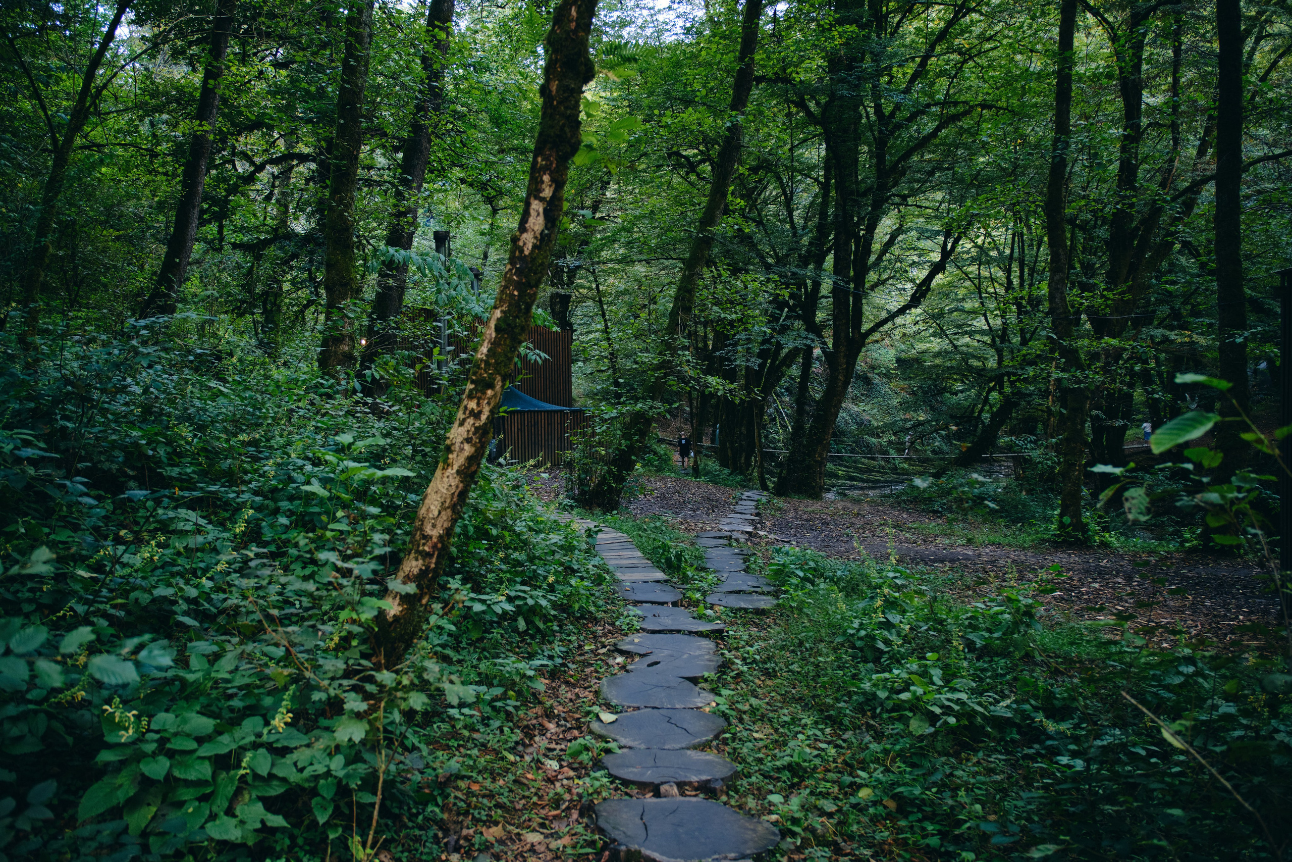Сказочная свадьба Насти и Максима. Главная