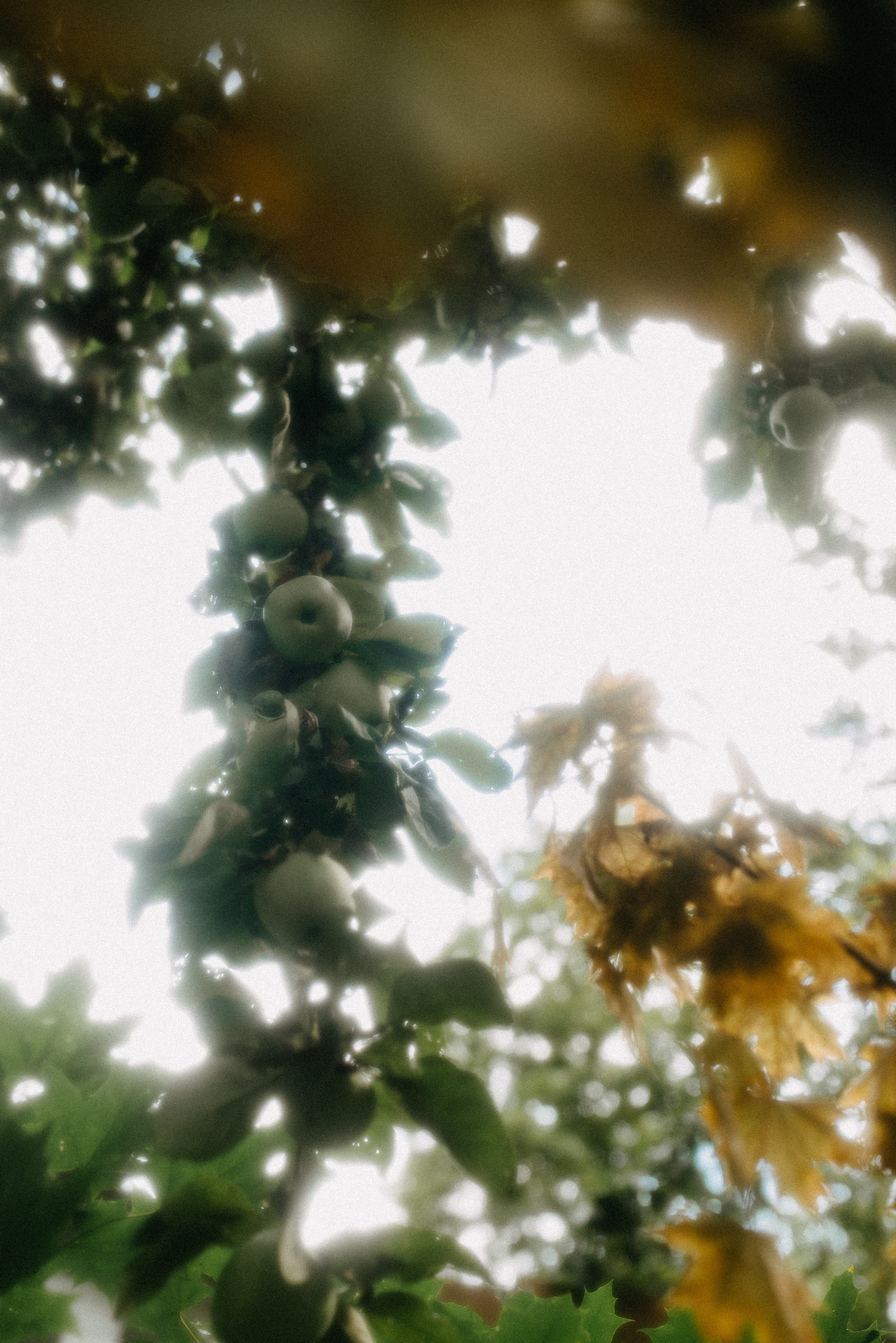 Евгений и Виолетта | Полный свадебный день. Москва. Фотограф Санкт-Петербург, Новороссийск