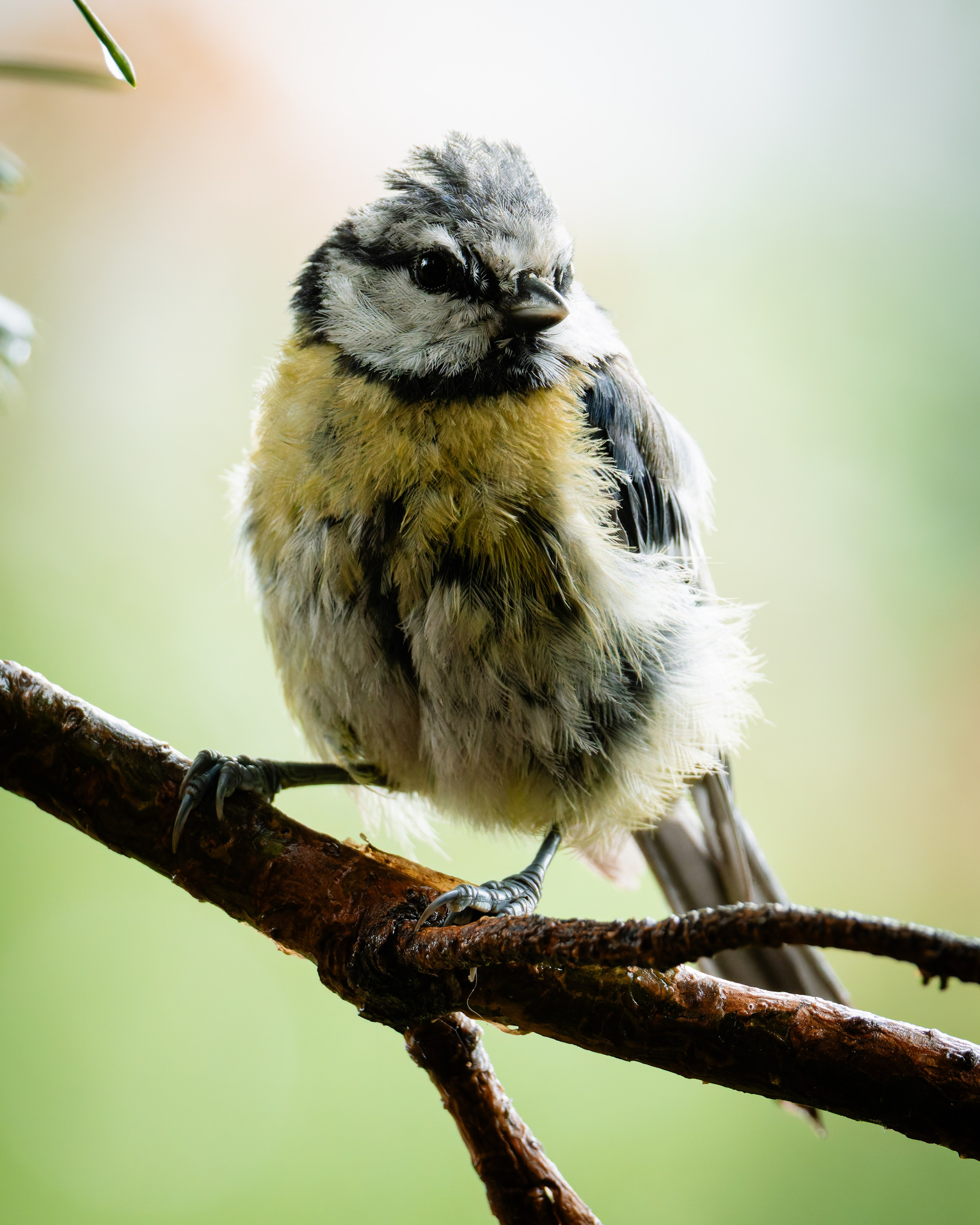 Lipetsk 2025. Anton Chernov | Wildlife photographer