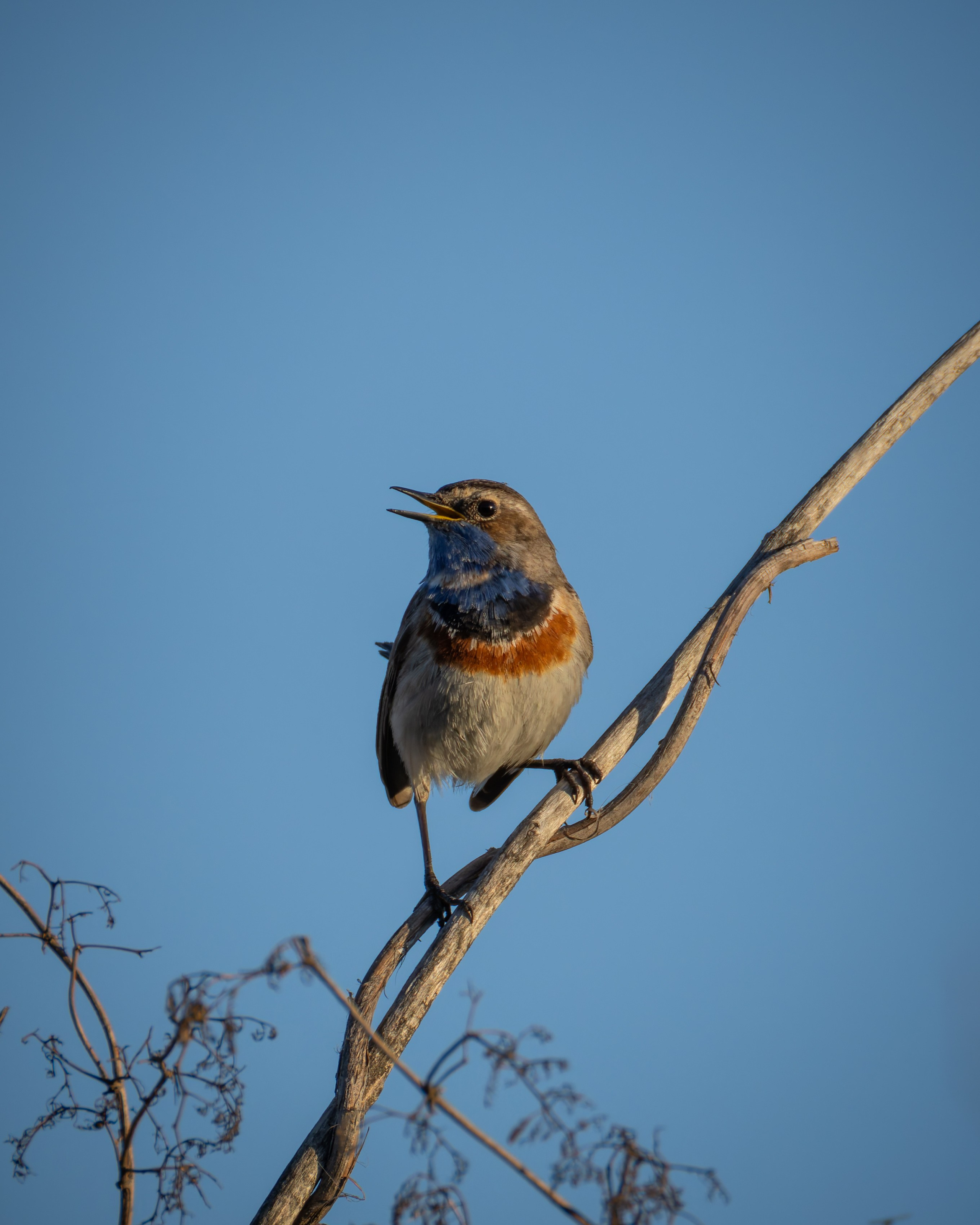 Voronezh 2025. Anton Chernov | Wildlife photographer