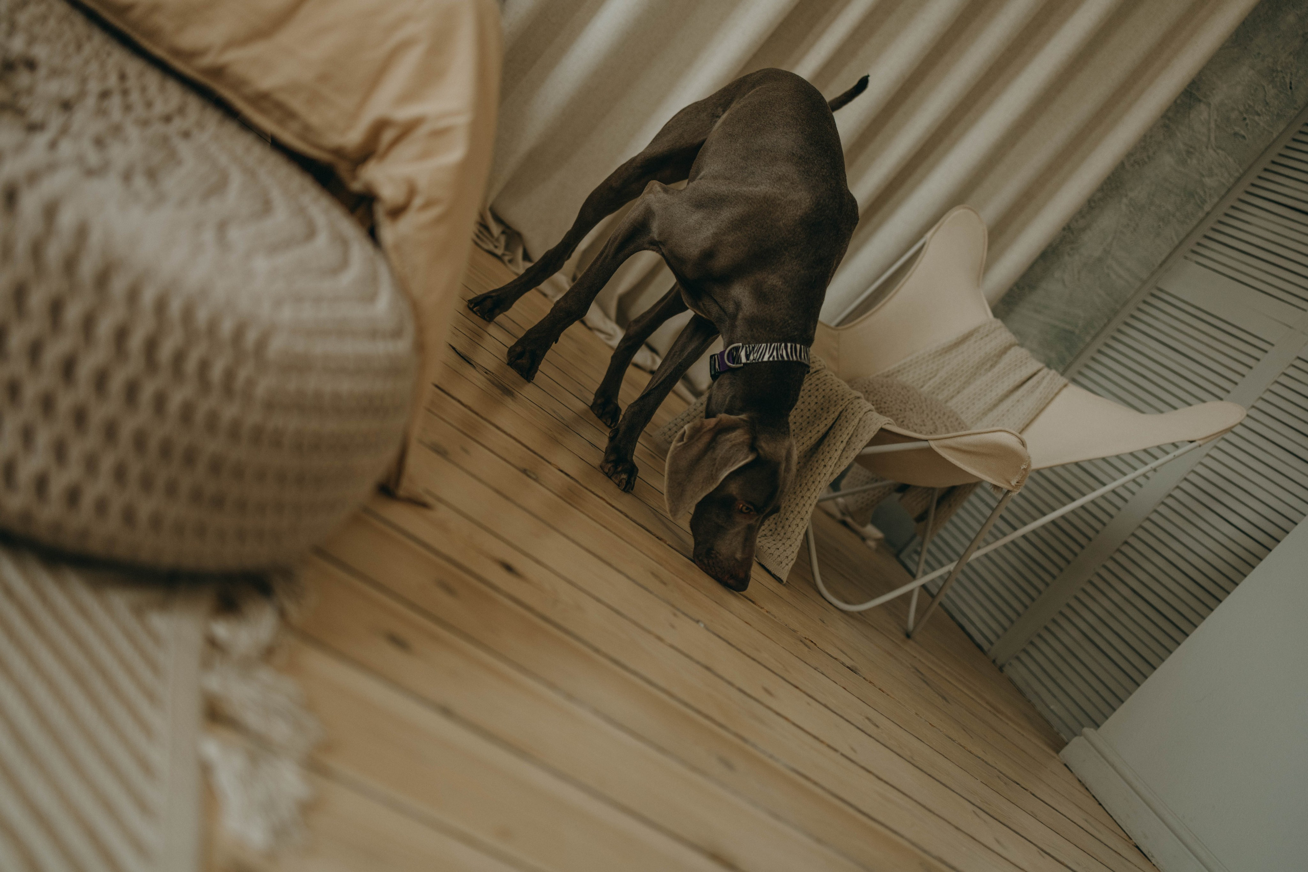 Фотосессия в студии с собакой. Фотограф-анималист в Екатеринбурге | Кристина