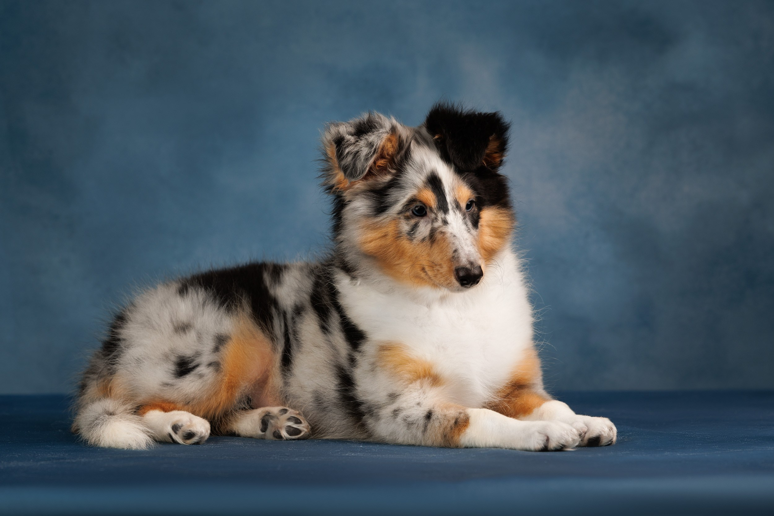 Шелтята Пушкино. Фотограф-анималист в Москве и Московской области Татьяна Фролова