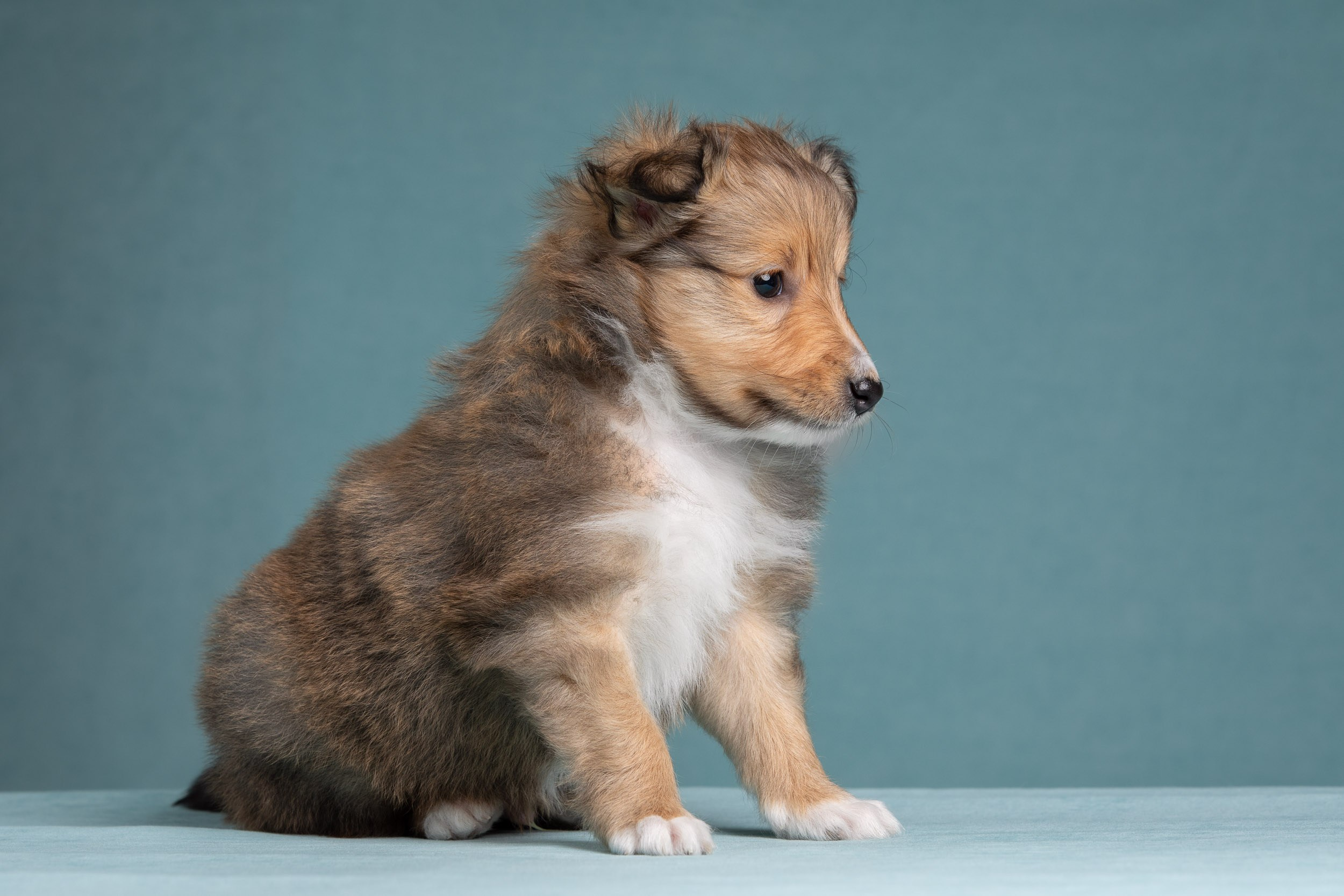 Фото соболиных щенков шелти в возрасте 7 недель на голубом фоне. Фотограф-анималист в Москве и Московской области Татьяна Фролова