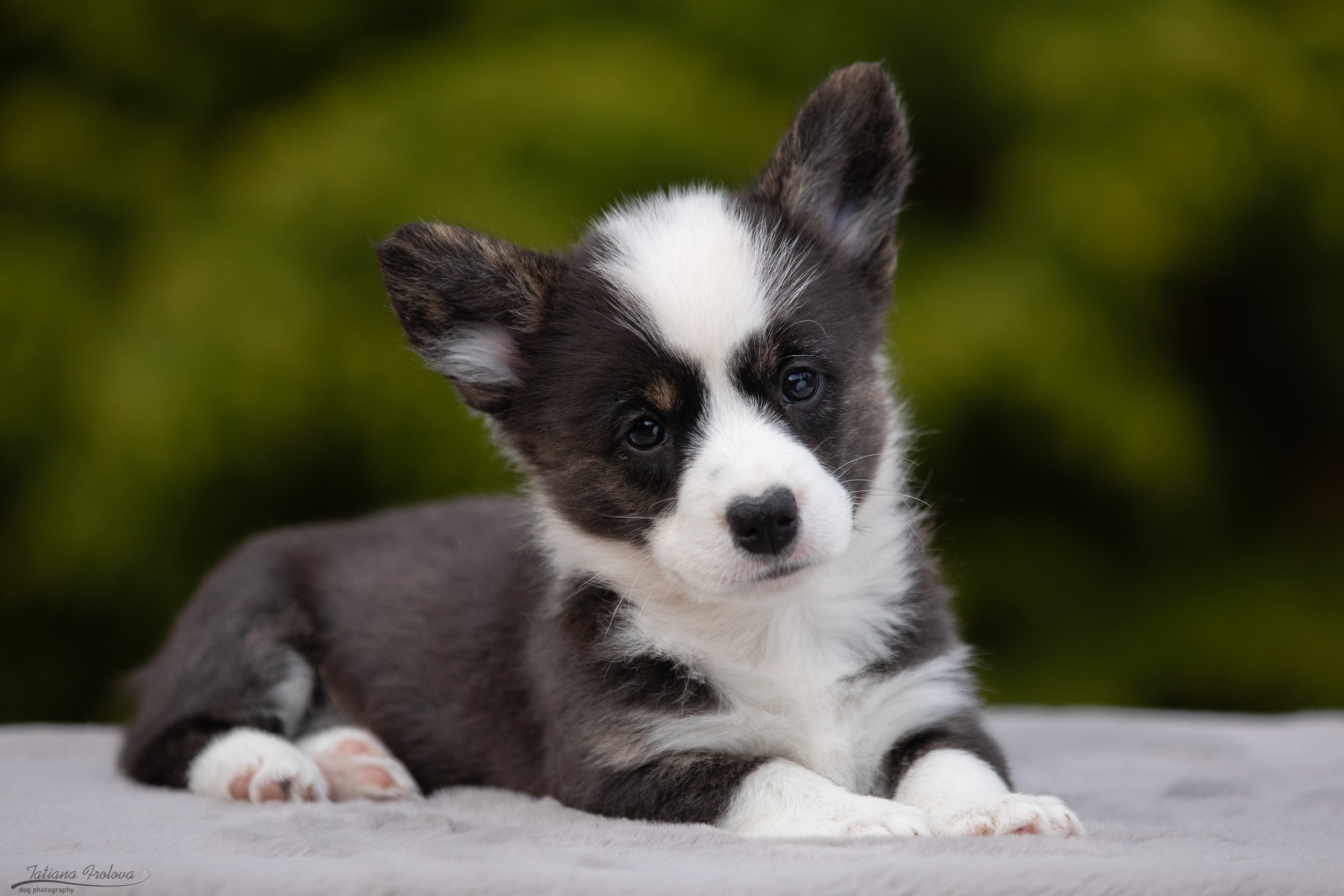 Съемка помета щенков для продажи на улице. Фотограф-анималист в Москве и Московской области Татьяна Фролова
