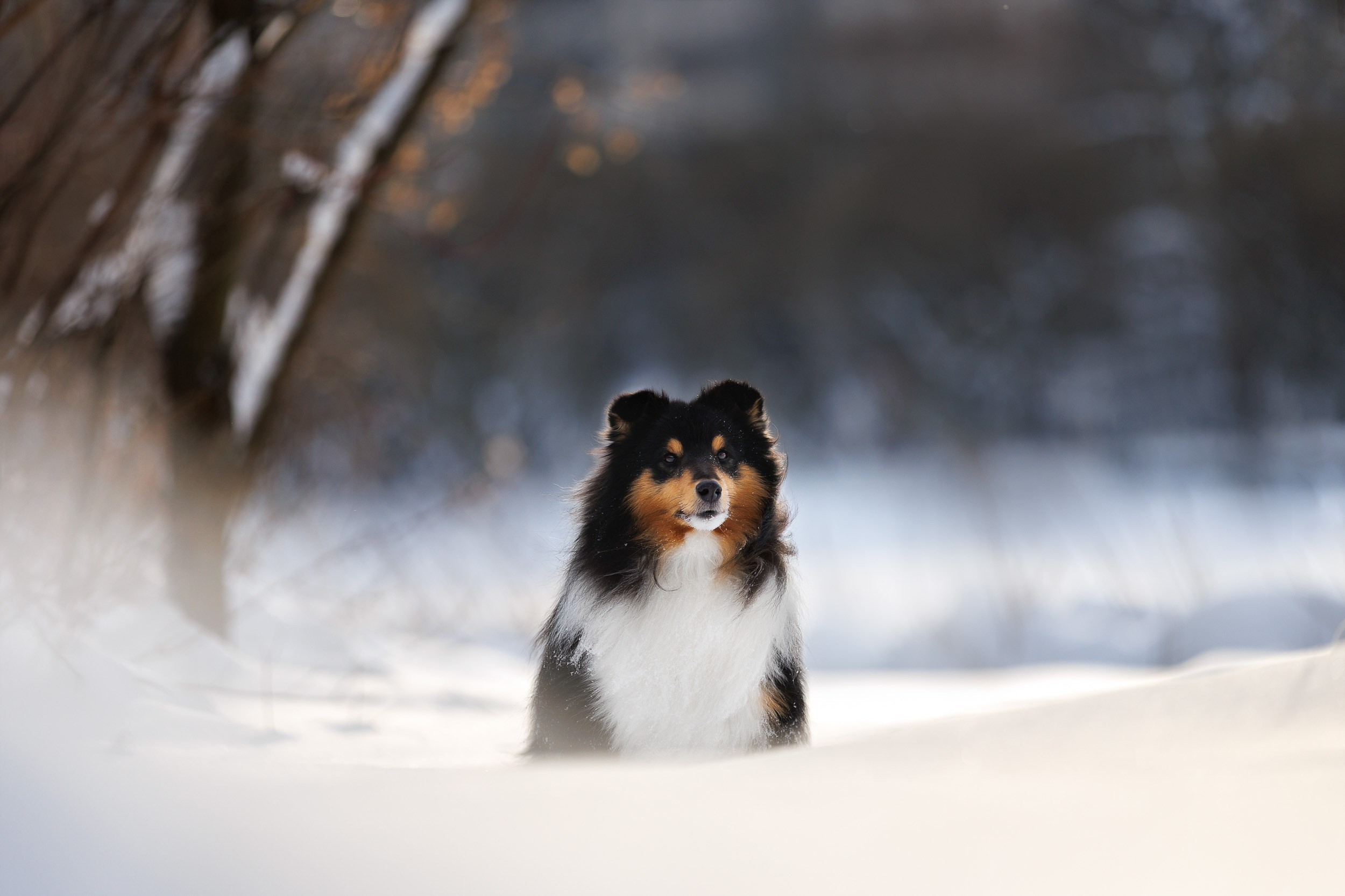 Марик и Дэн. Фотограф-анималист в Москве и Московской области Татьяна Фролова