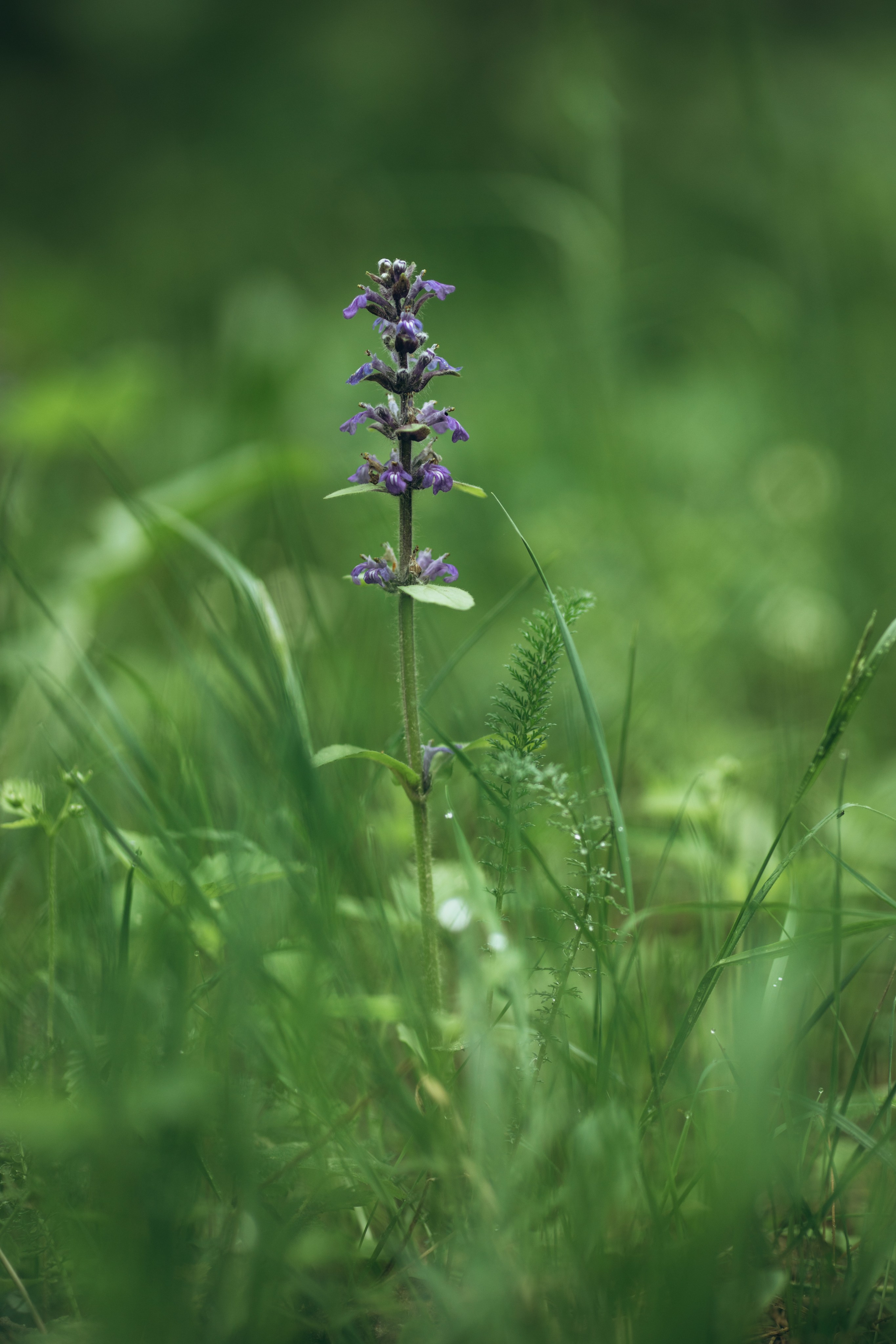 Природные пейзажи. Наталия Клевинскас портретный фотограф в Костроме