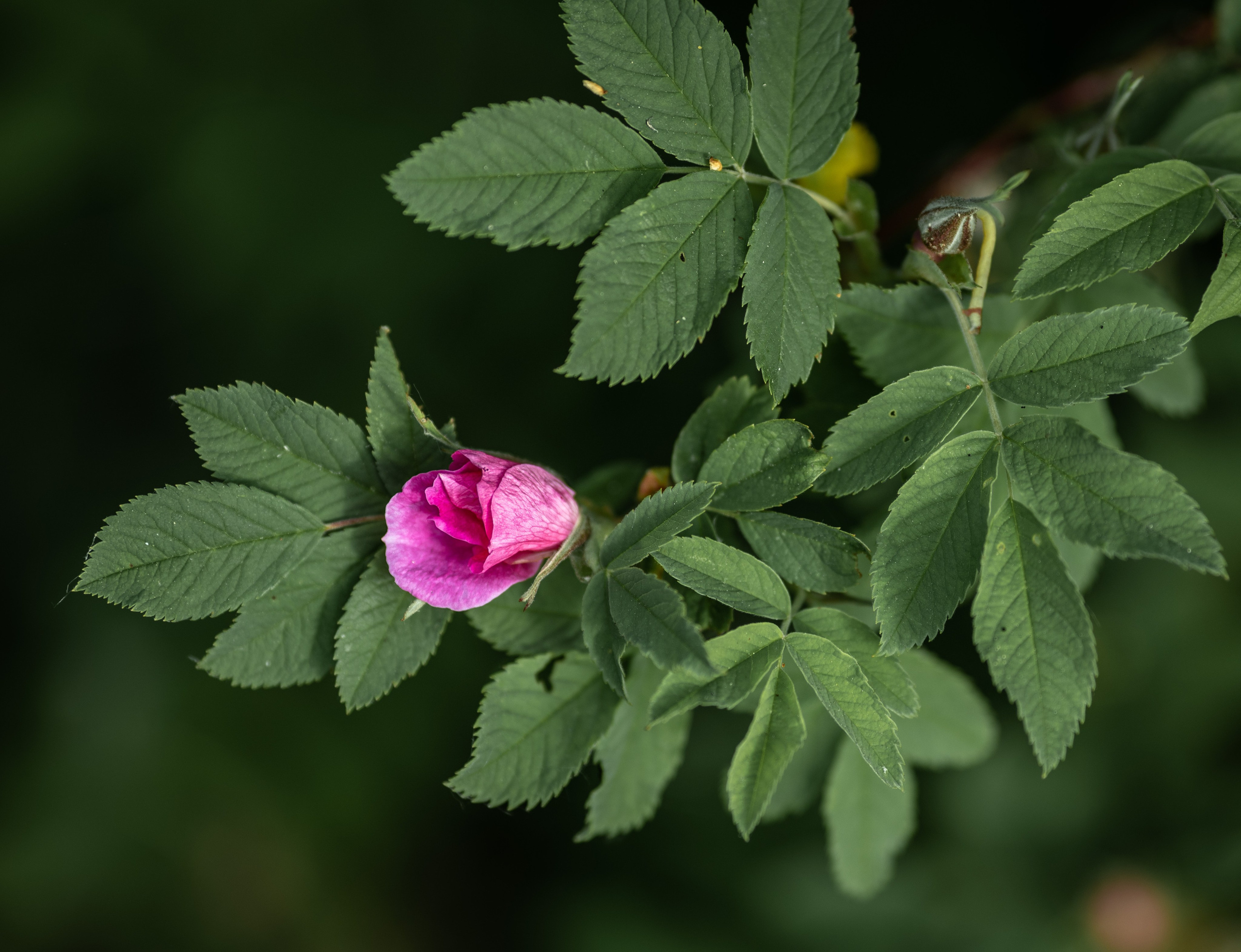 Природные пейзажи. Наталия Клевинскас портретный фотограф в Костроме