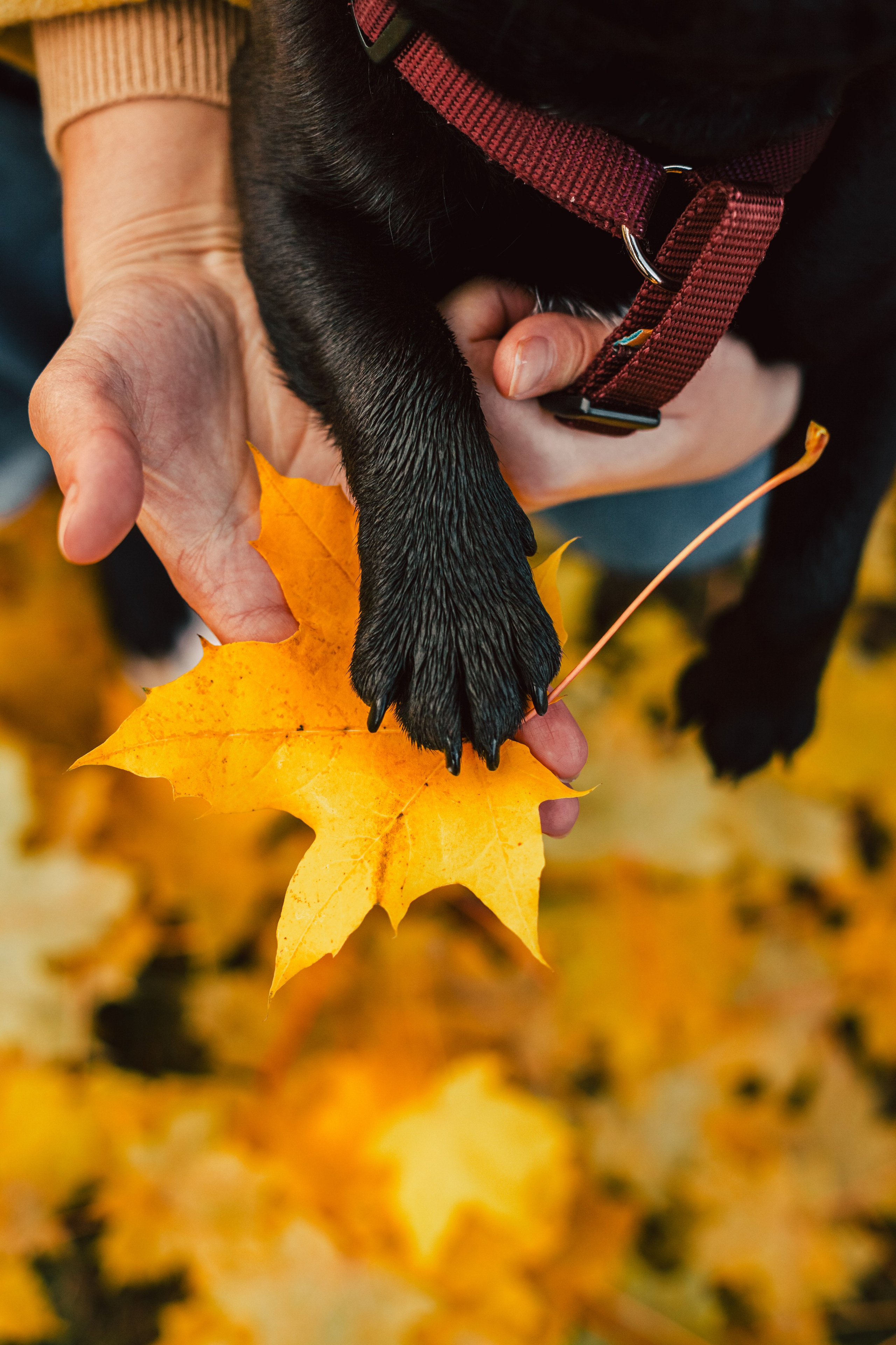 Оля, Харви, Луис. Фотограф-анималист Татьяна Степанова