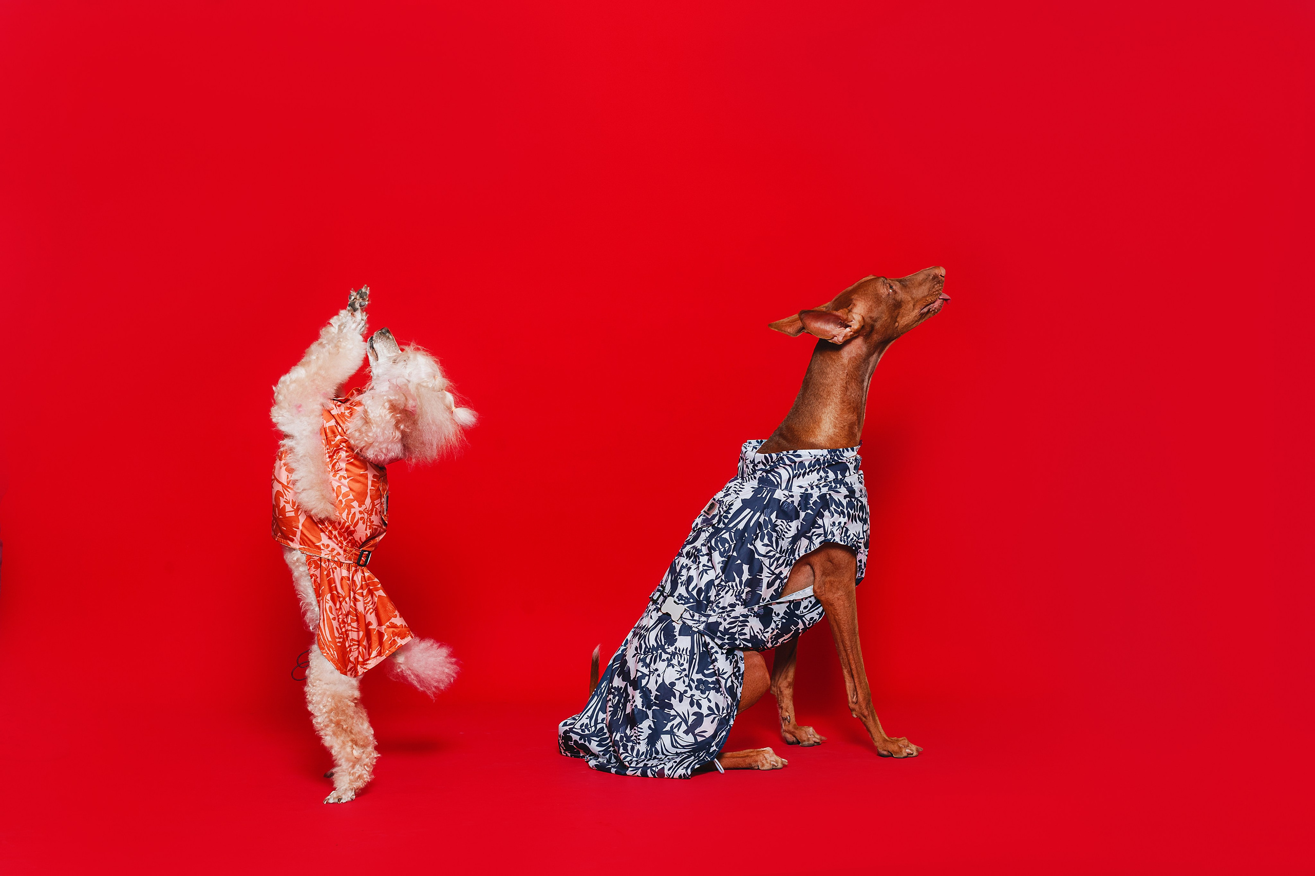 Съемка для бренда TEDDYBOY. Фотограф-анималист Татьяна Степанова