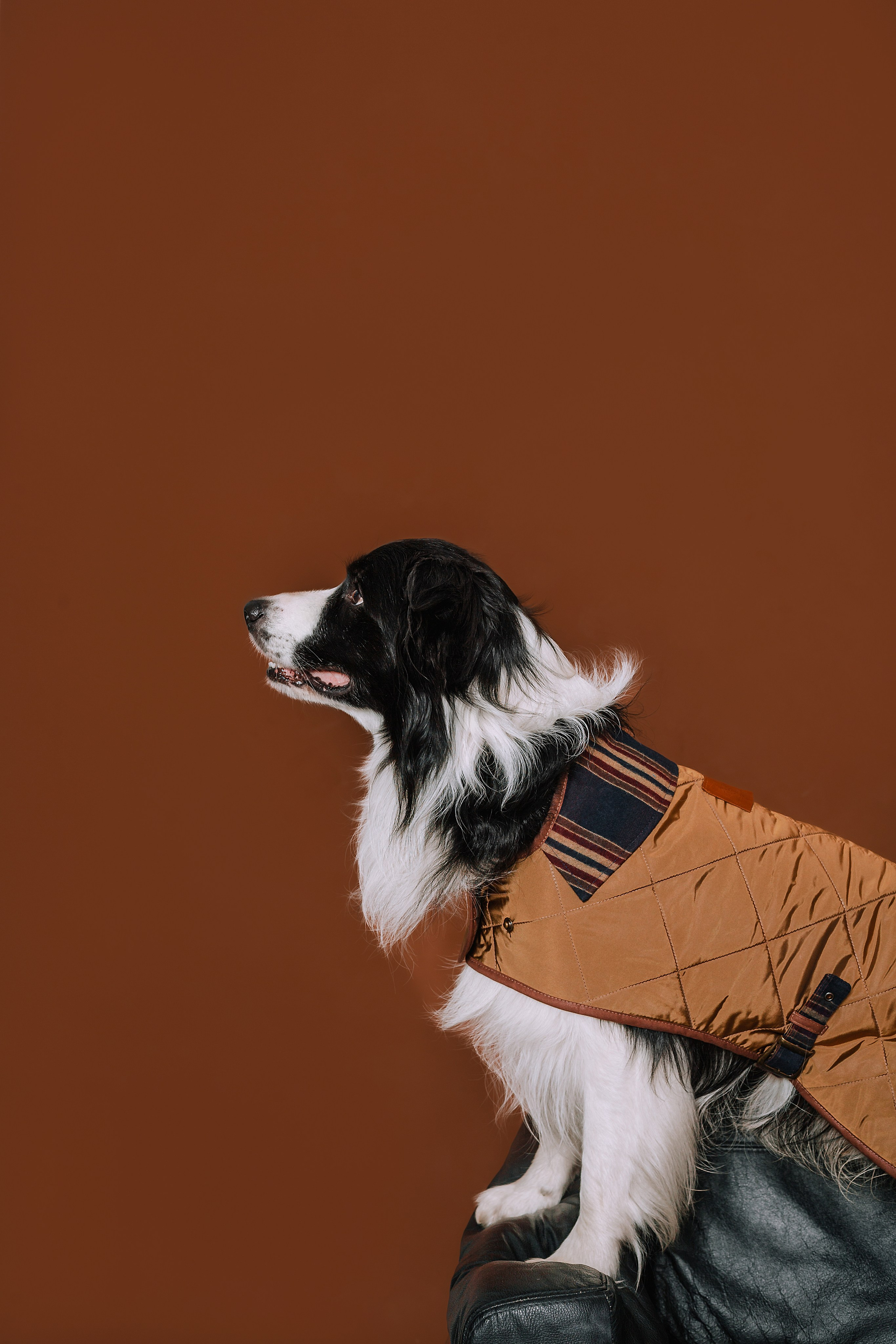 Съемка для бренда TEDDYBOY. Фотограф-анималист Татьяна Степанова