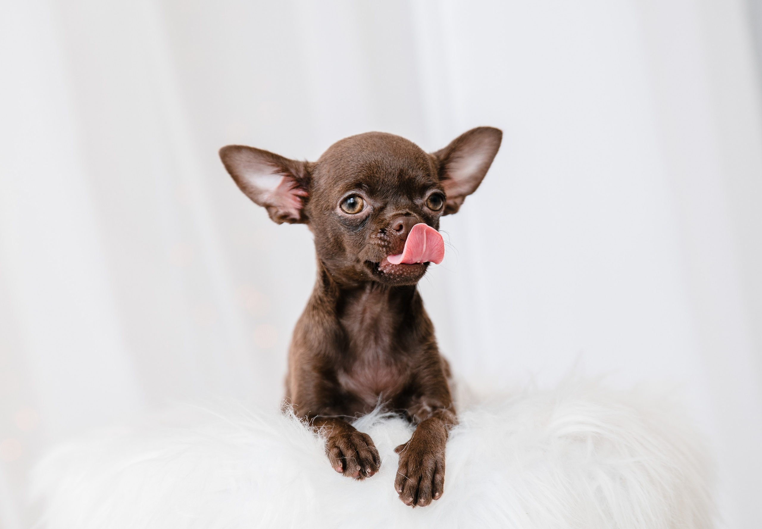 Чихуа Ахуа студия. Главная